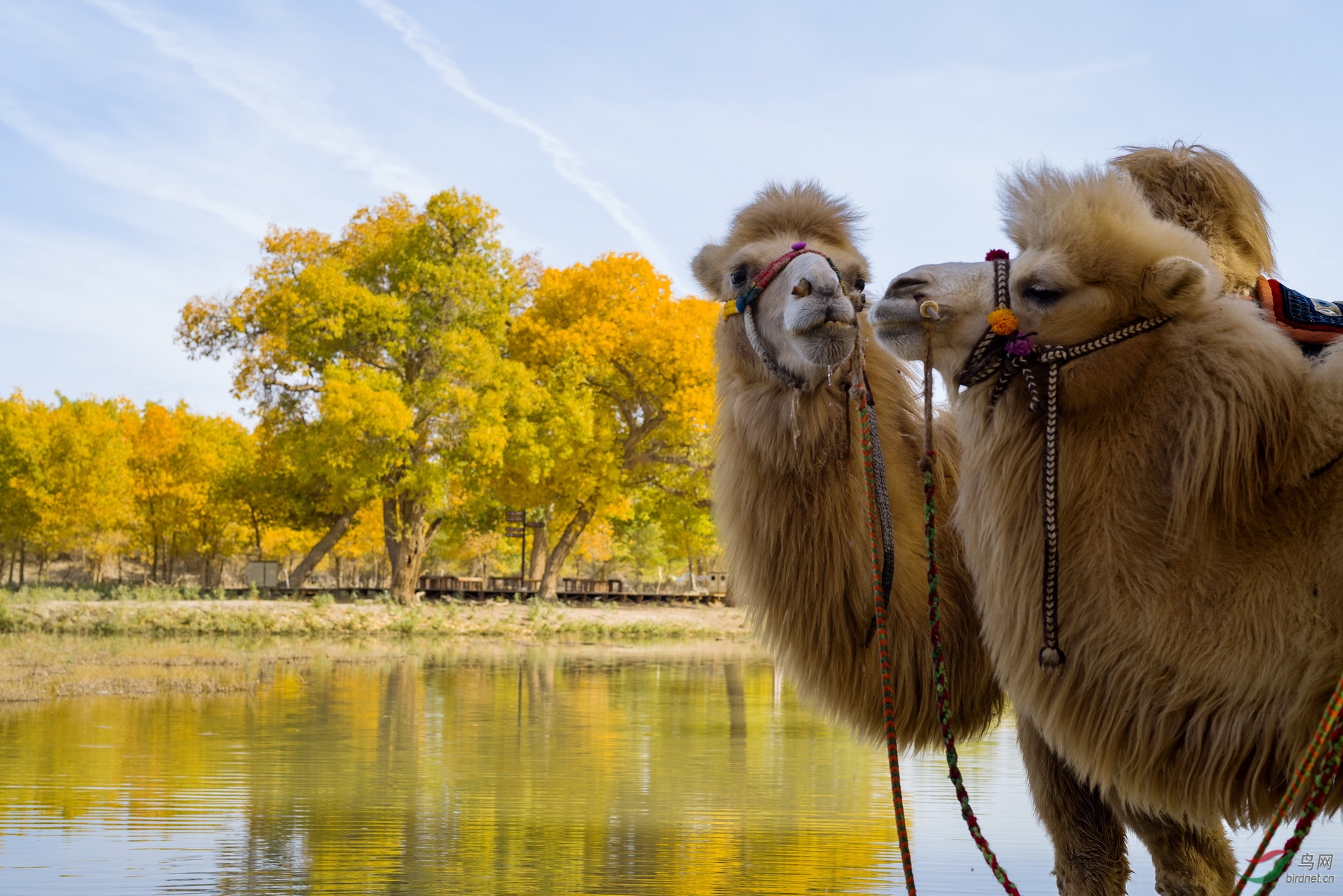 额济纳的主角胡杨和骆驼