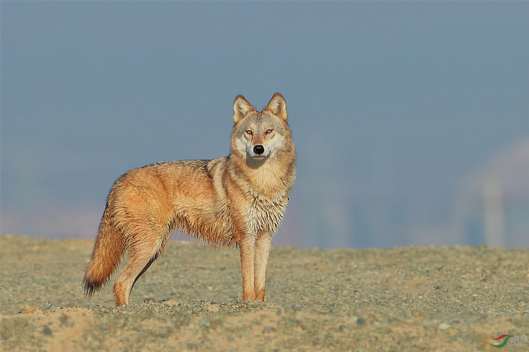 戈壁狼凝视