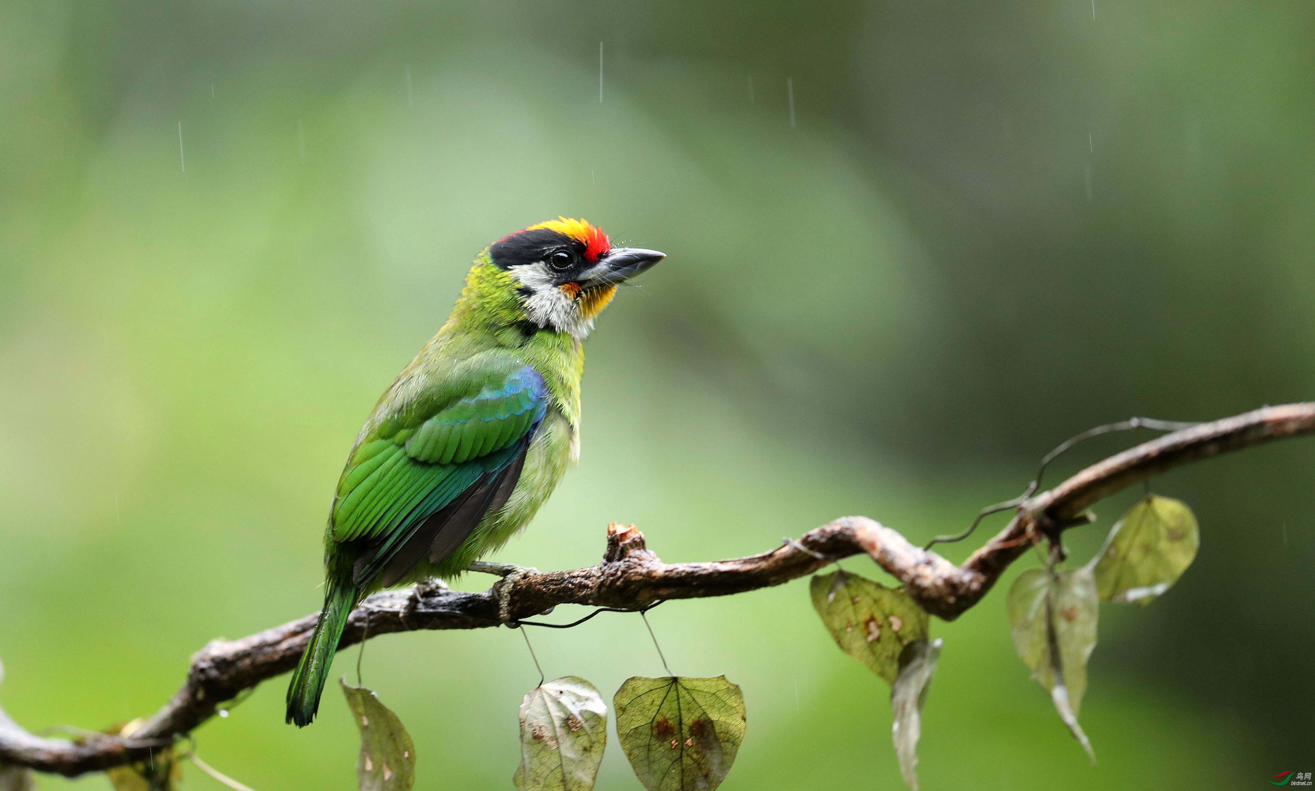 �����ø�999 ��ʦ����������ʡ��ɽ��500.jpg