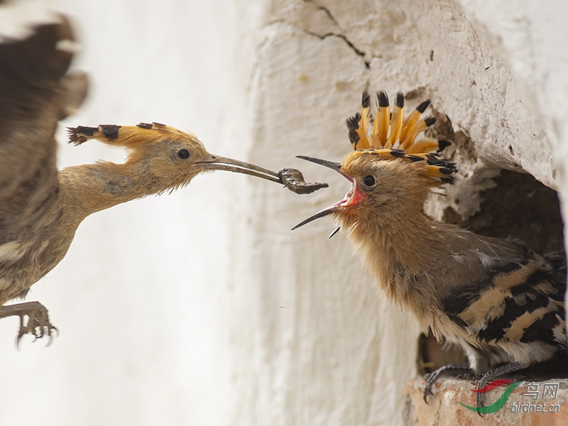 ��ʤ�����龰