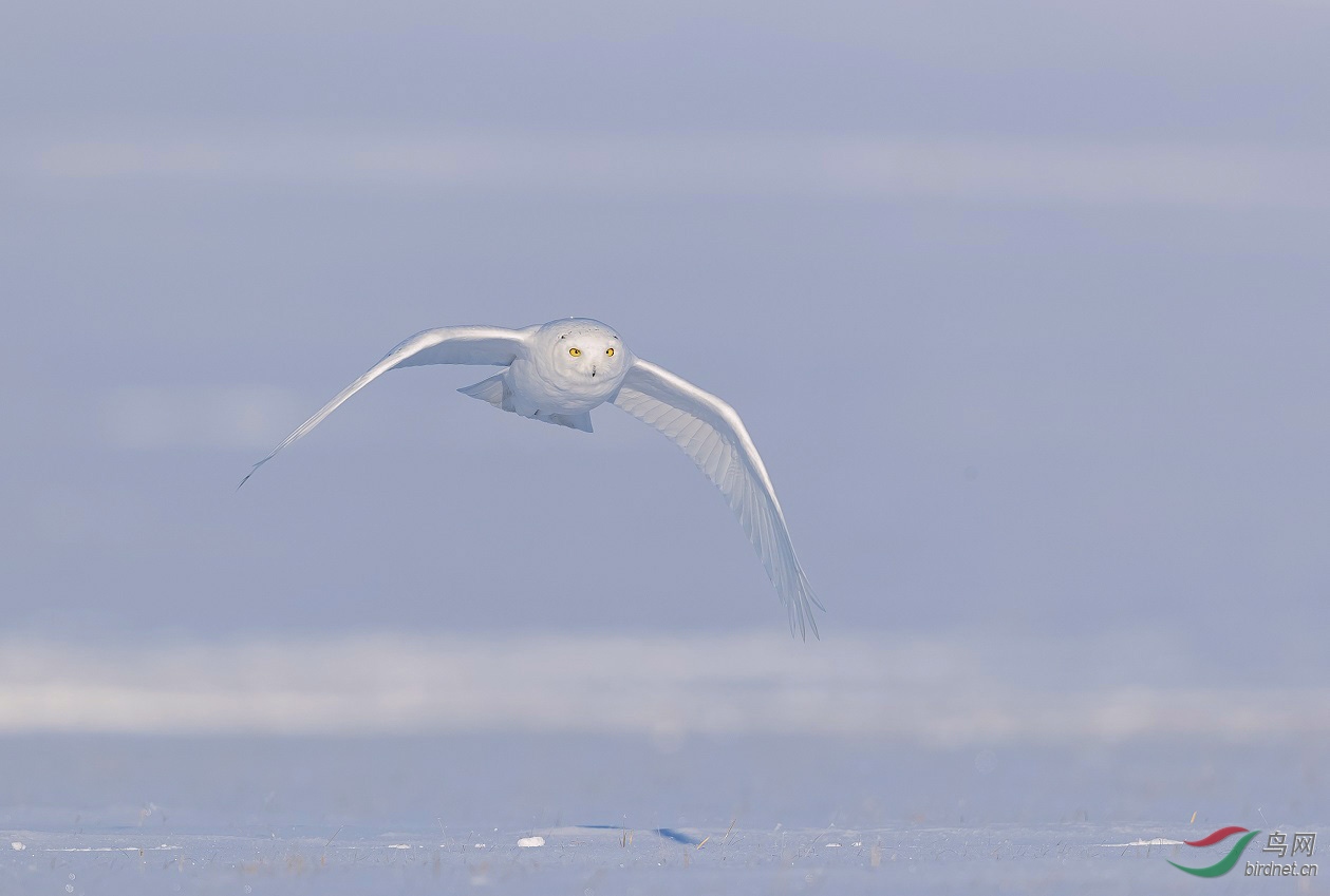 ѩ��������