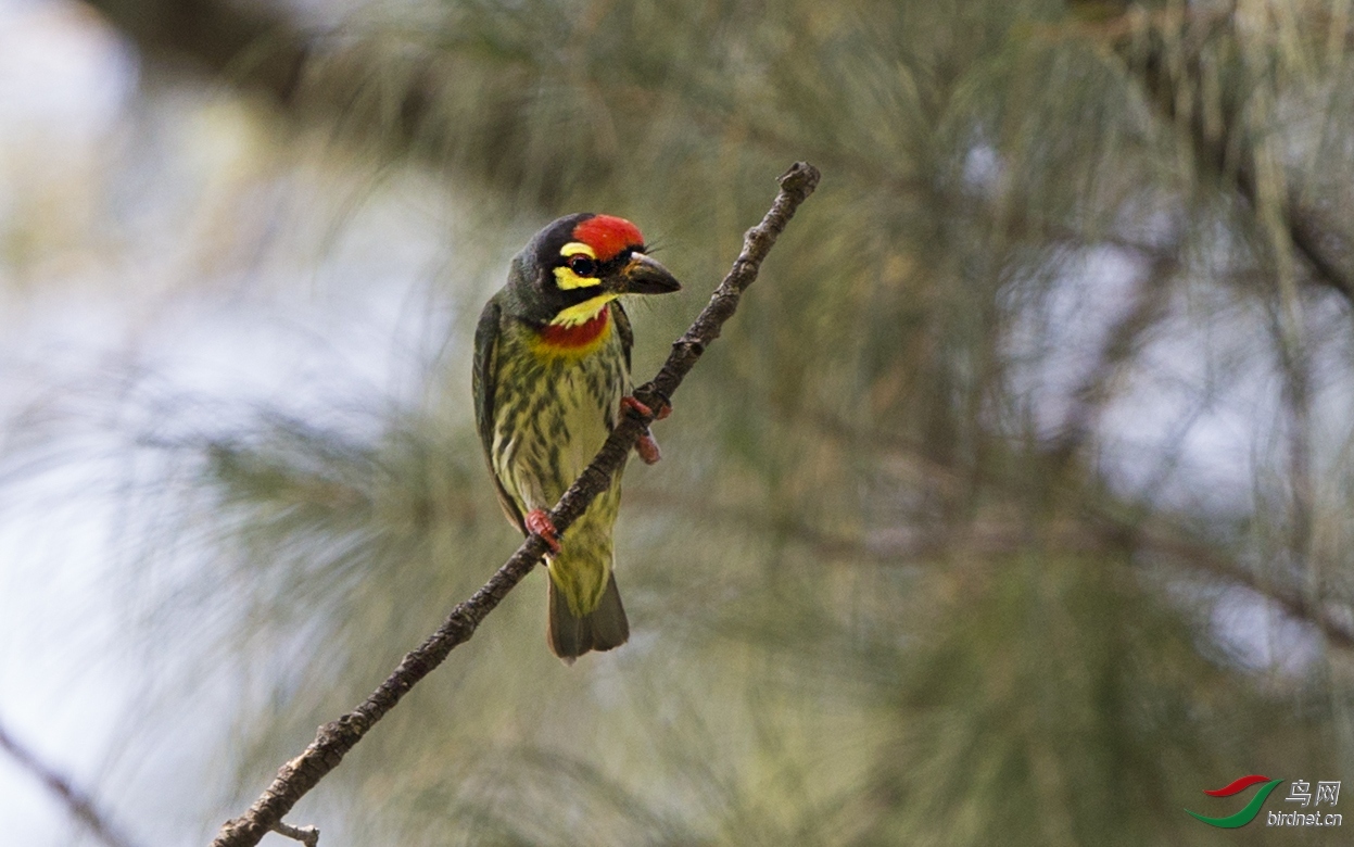 �����б� ��ʦ����������ʡ��˫���ɴ���������.jpg