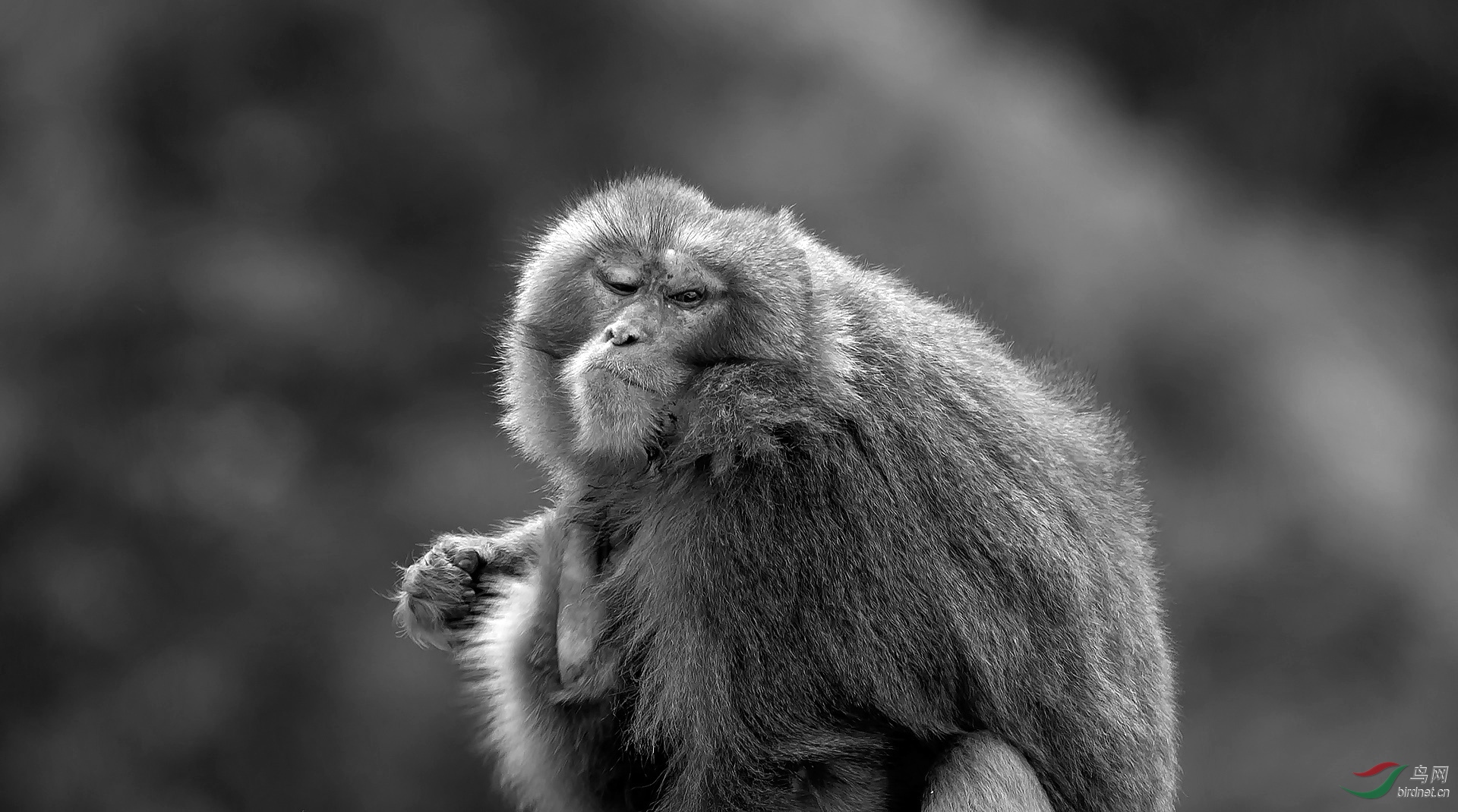 面目狰狞的猴王