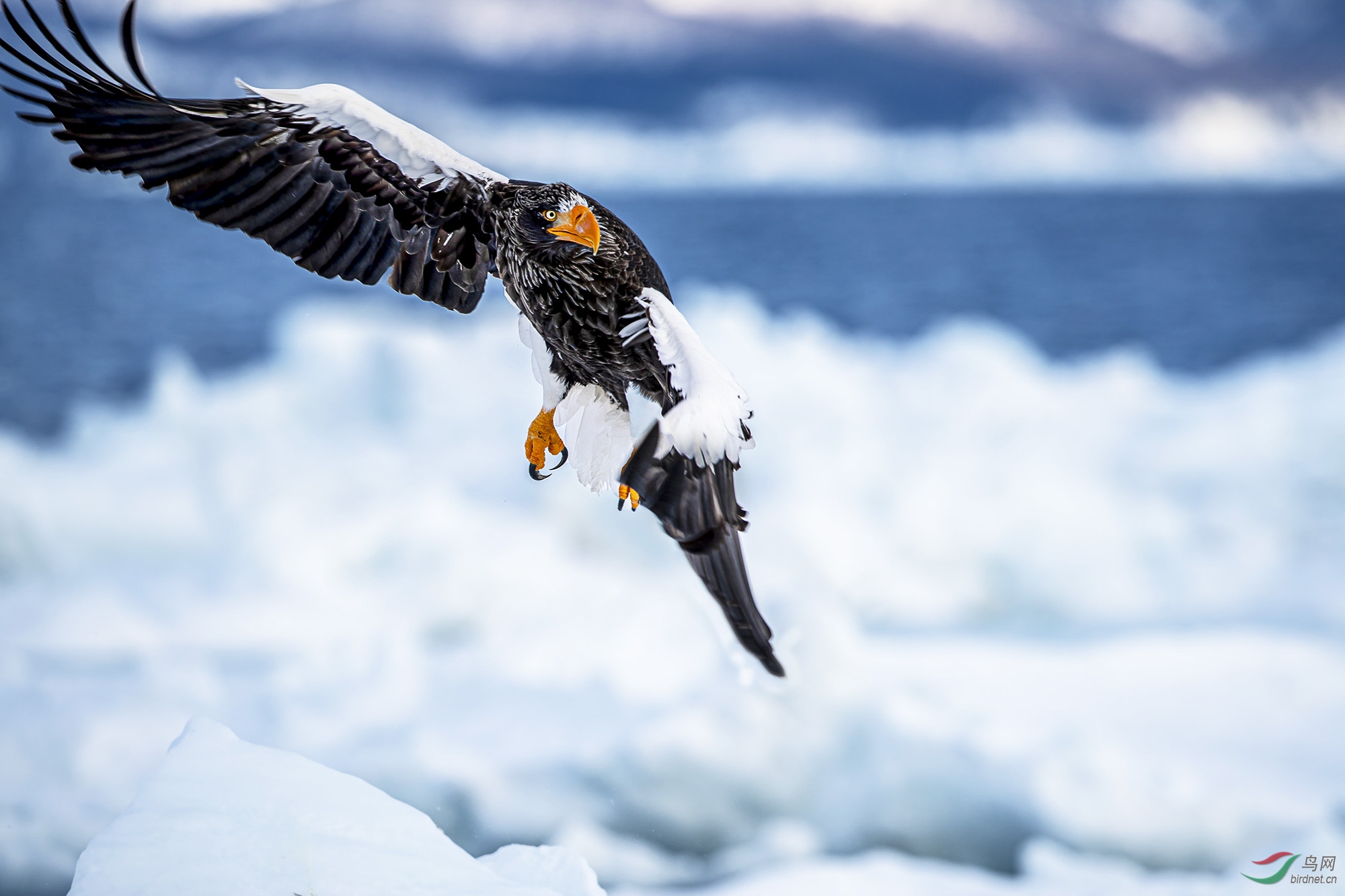 傲视祝贺老师佳作荣获首页精华