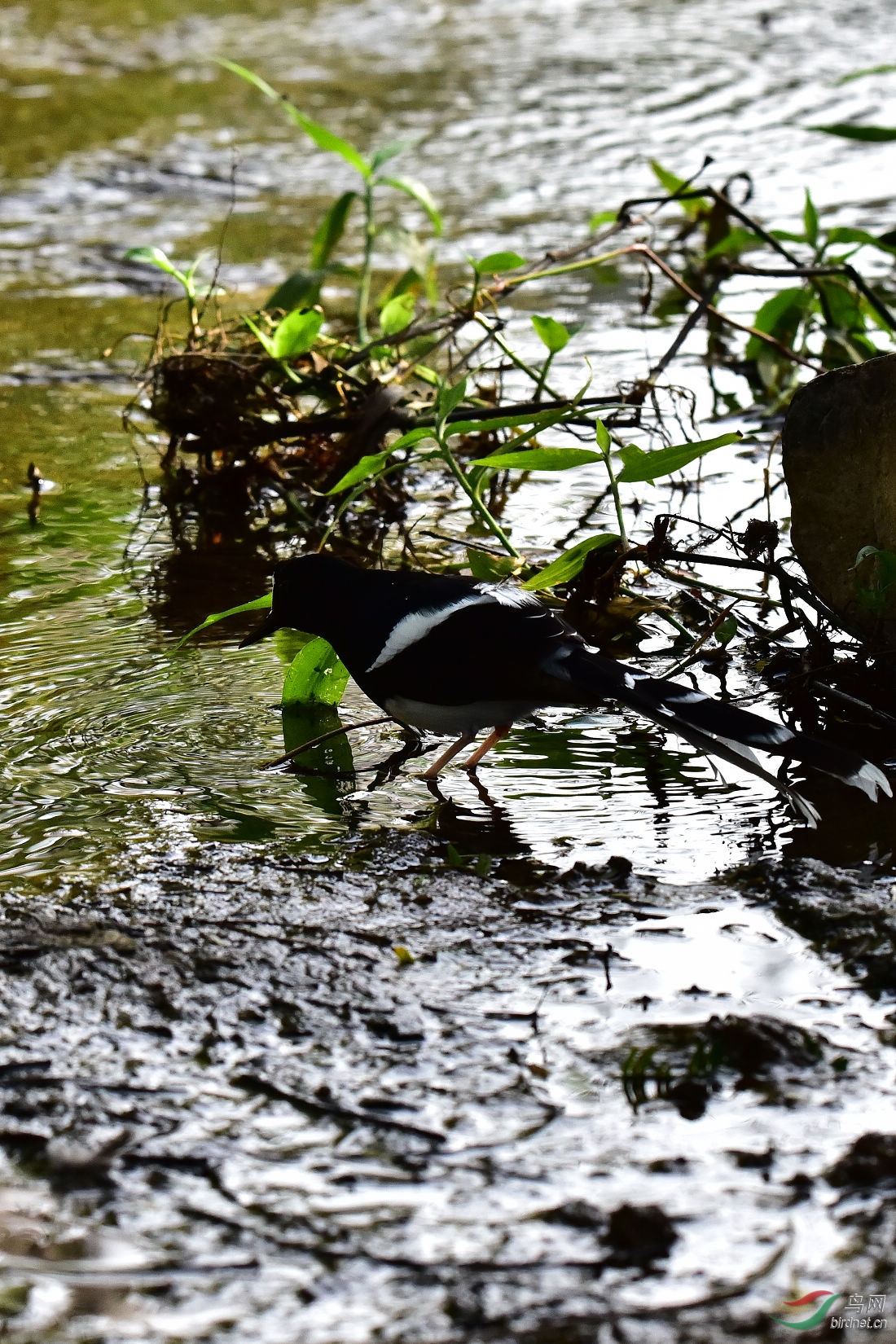 DSC_0443.JPG