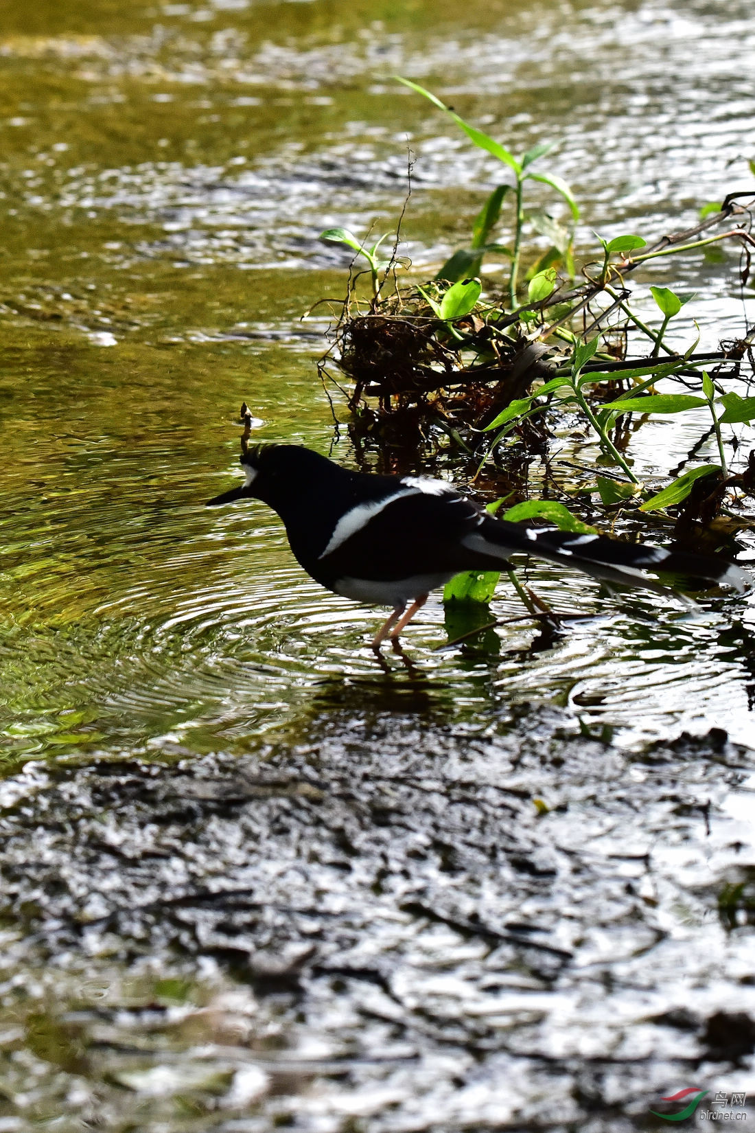 DSC_0444.JPG