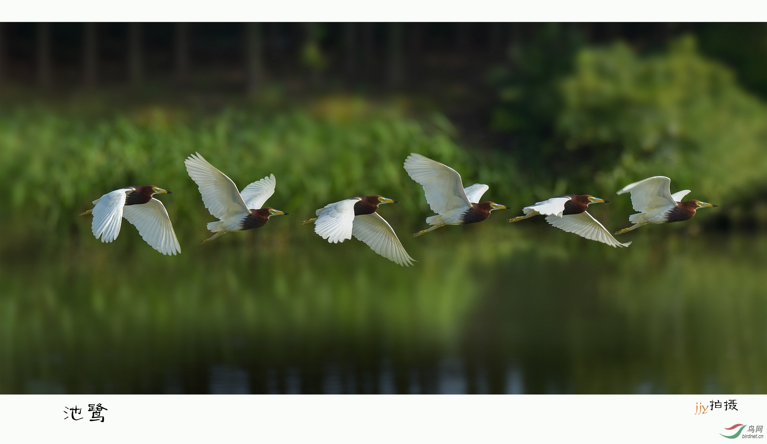 一梭子打了十只鸟
