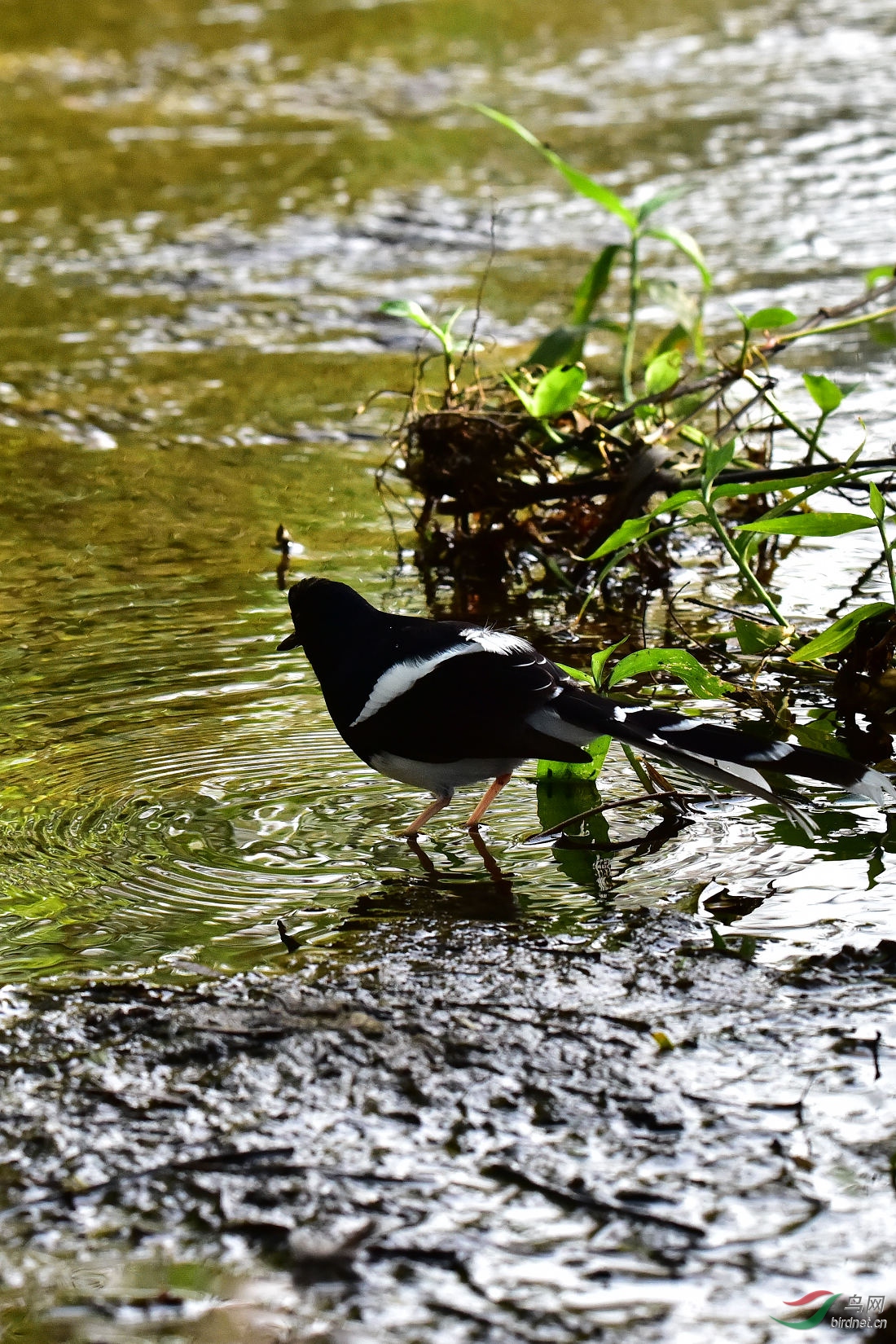 DSC_0445.JPG