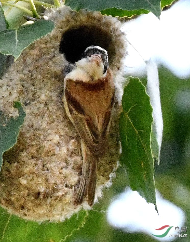 DSC_2412_����.jpg
