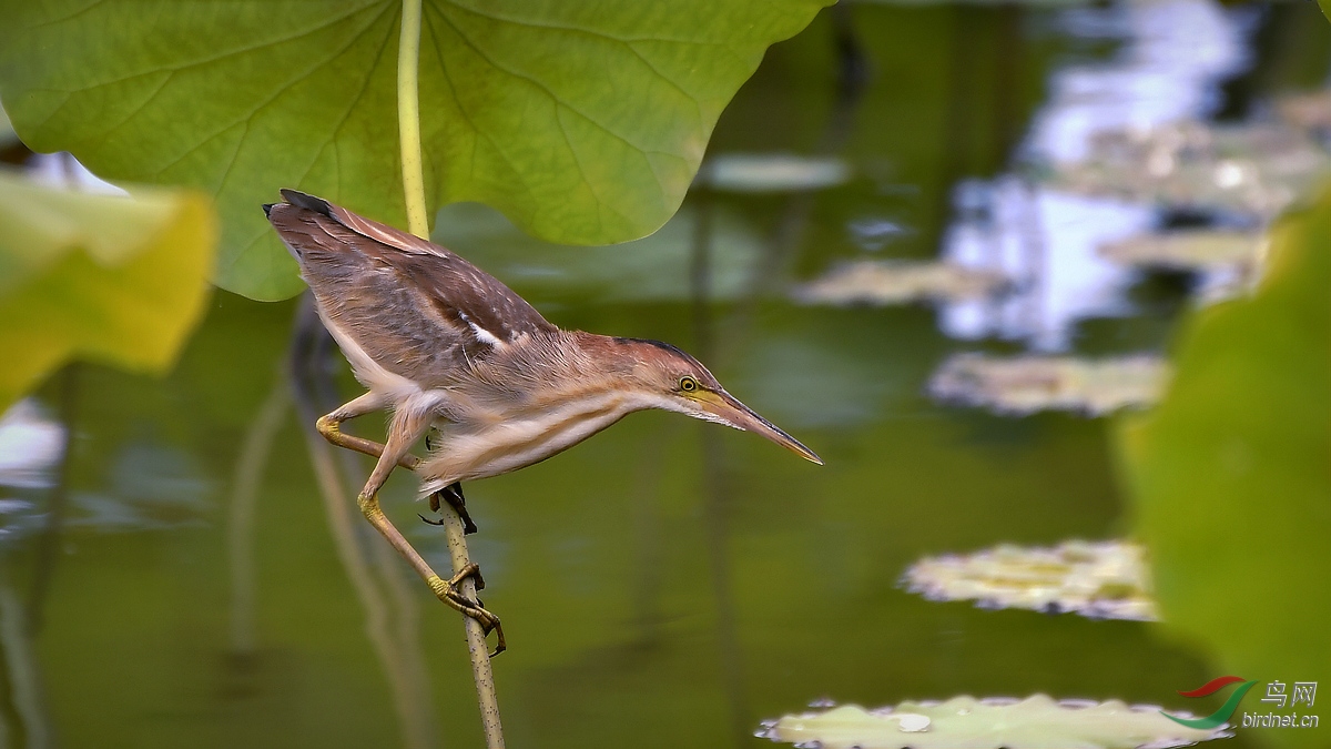 _DSC9243 - ����.JPG