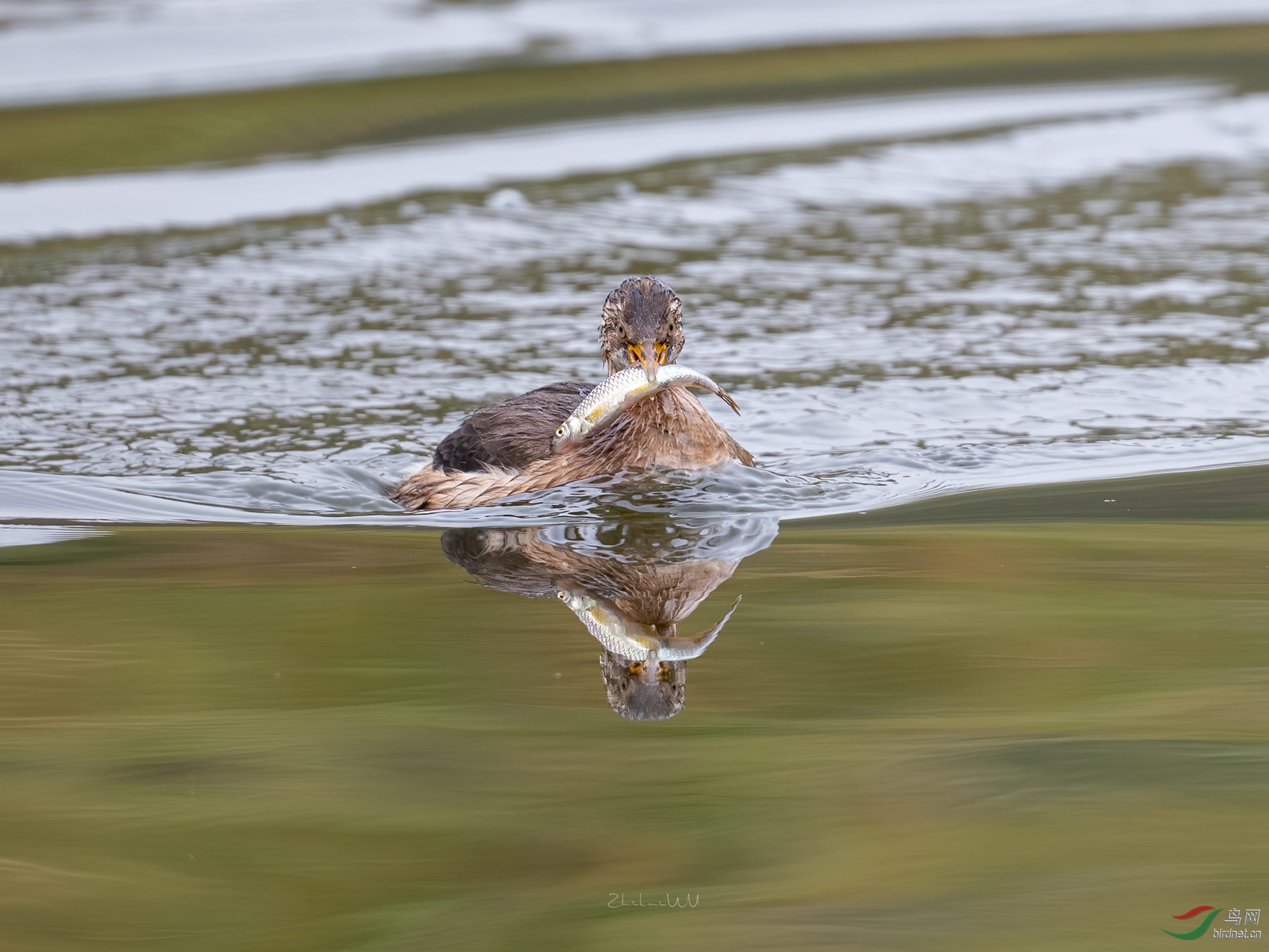 D85_6747 ����_����.jpg