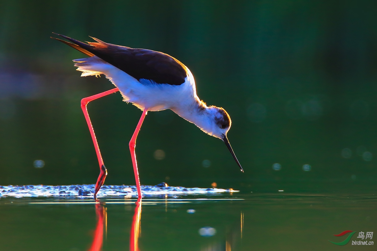 �ڳ᳤����