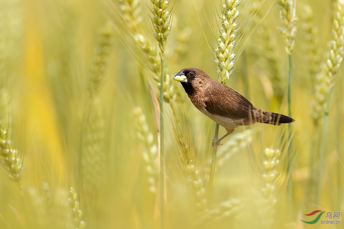 BB8I3293.jpg