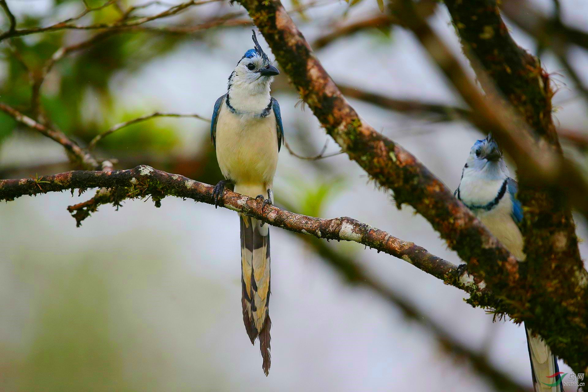[林鸟] 【白喉鹊鸦---"留下买路钱"】