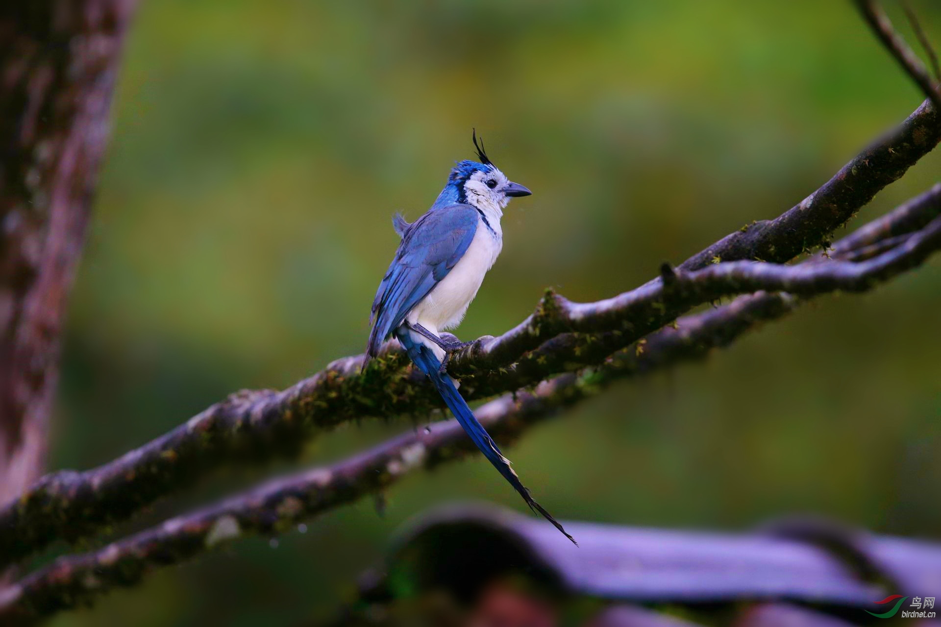 [林鸟] 【白喉鹊鸦---"留下买路钱"】