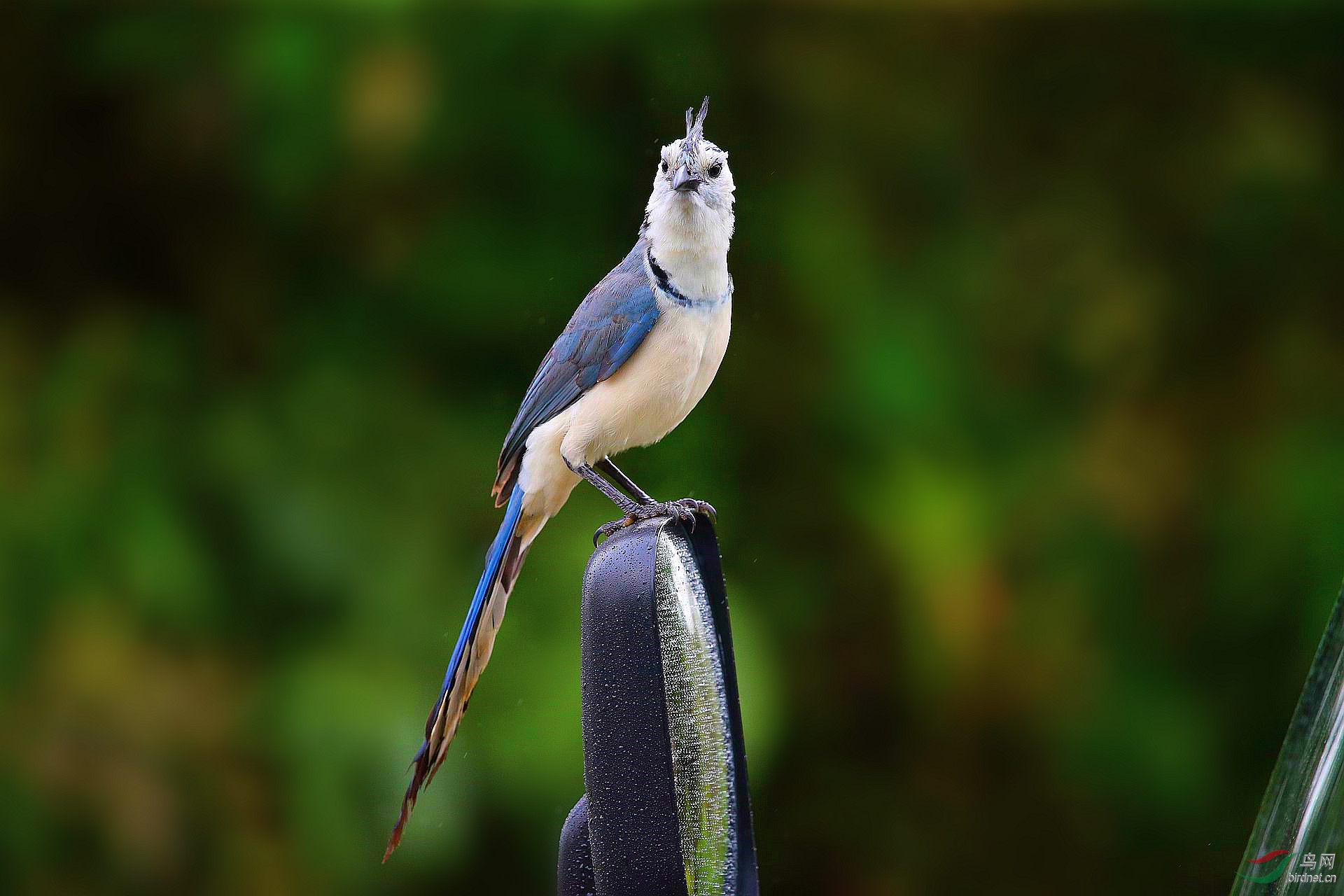 [林鸟] 【白喉鹊鸦---"留下买路钱"】