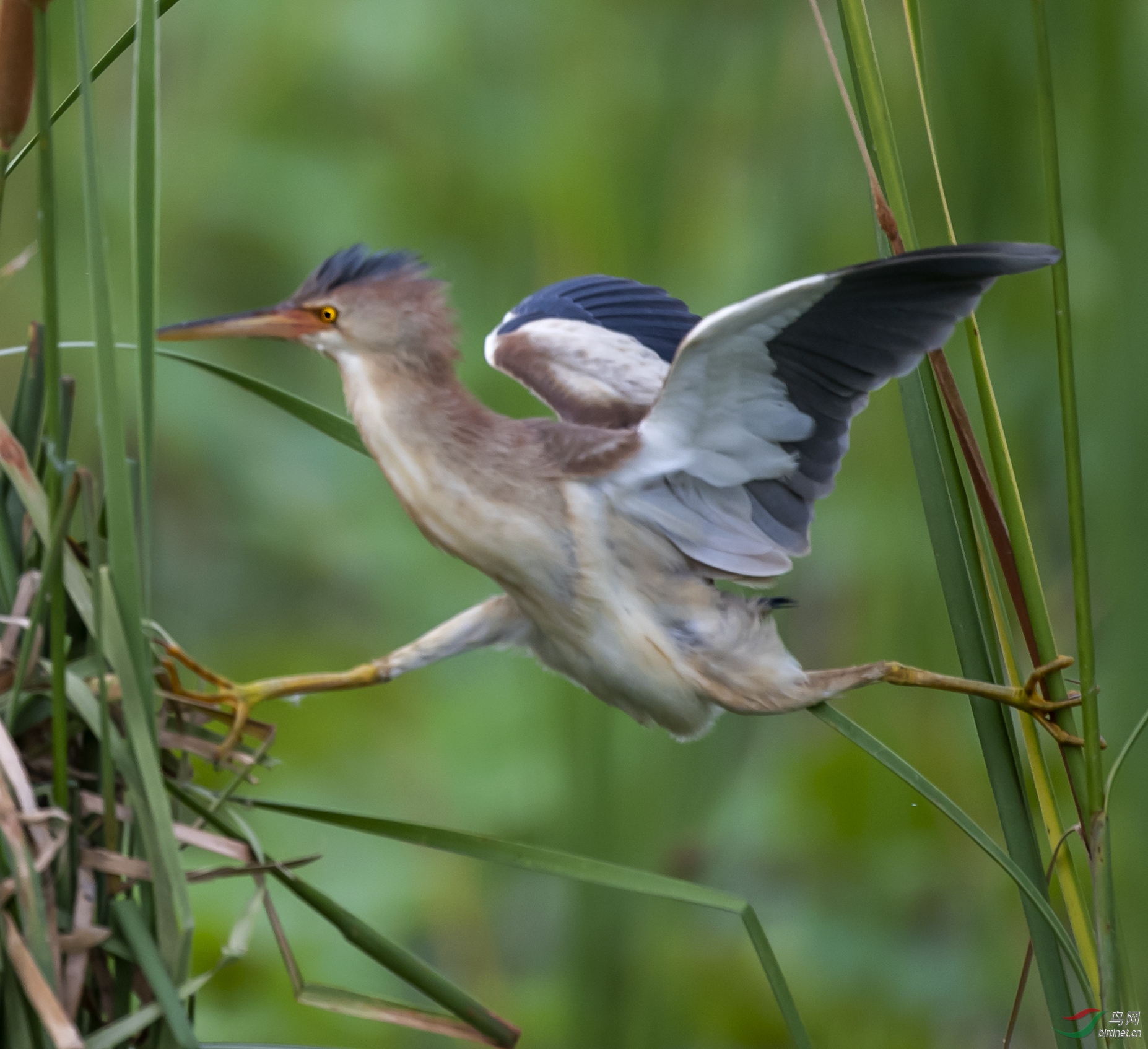 DSC_9302.jpg
