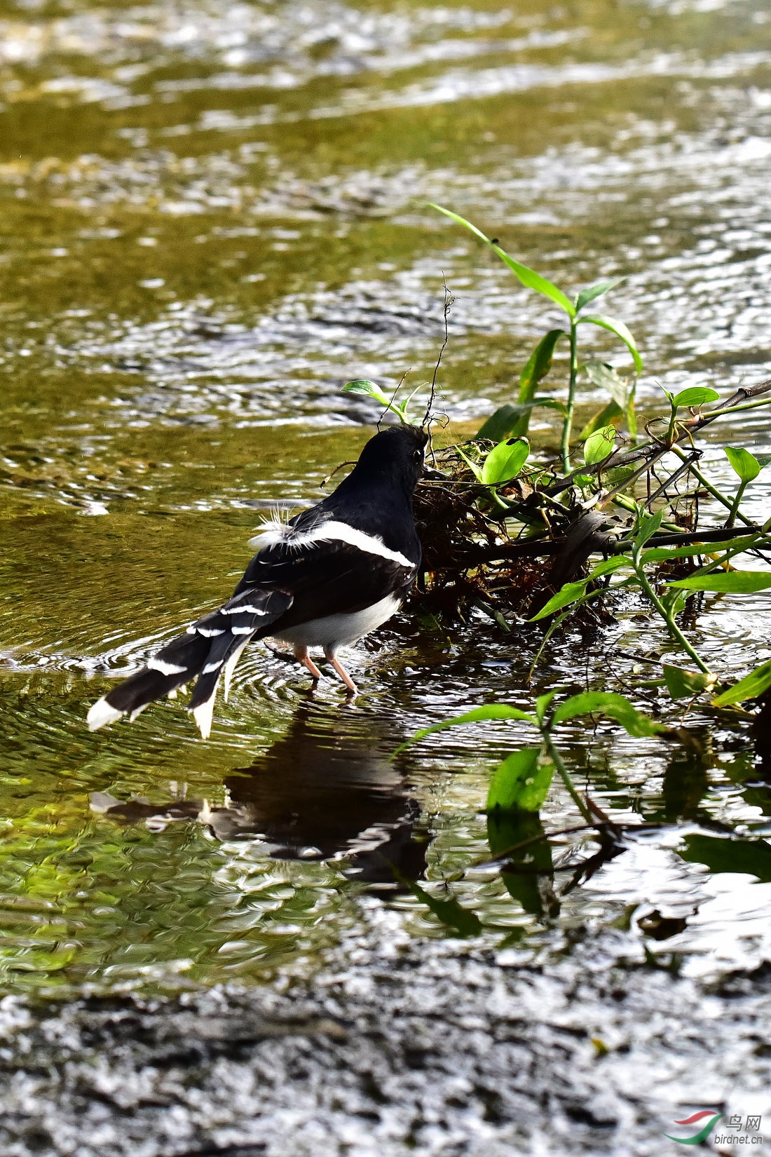 DSC_0453.JPG