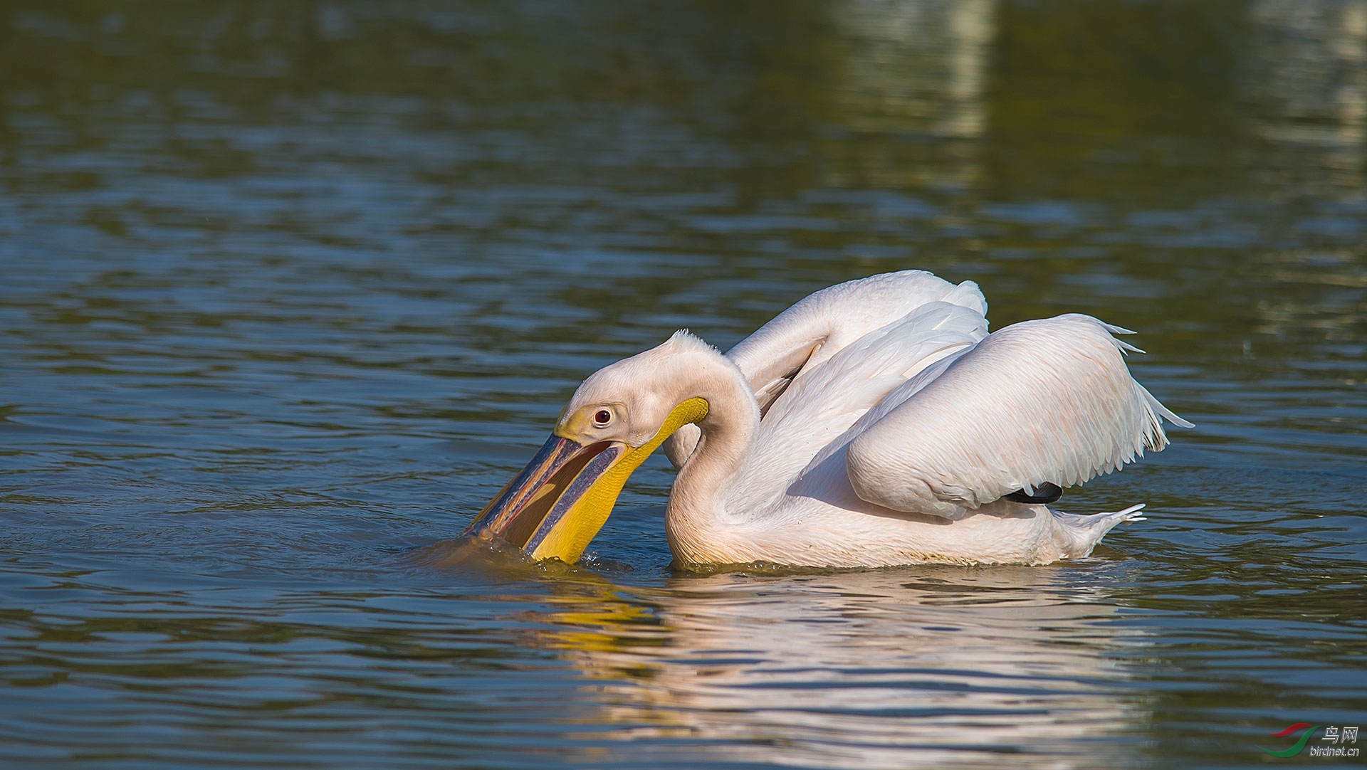 DSC_2955.jpg