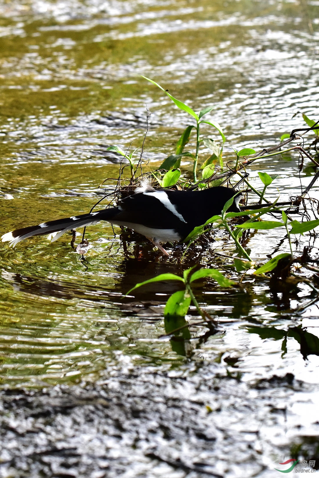 DSC_0455.JPG