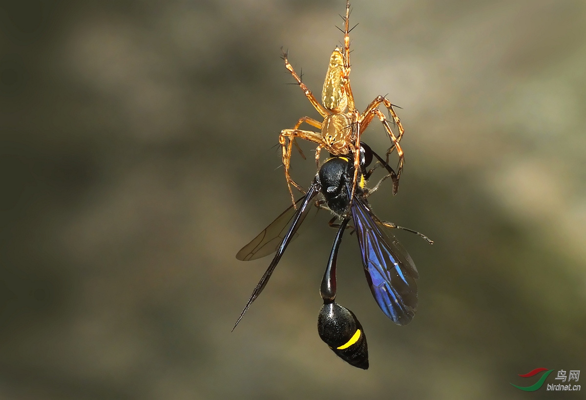 DSCF9137 - ���� - ����.JPG