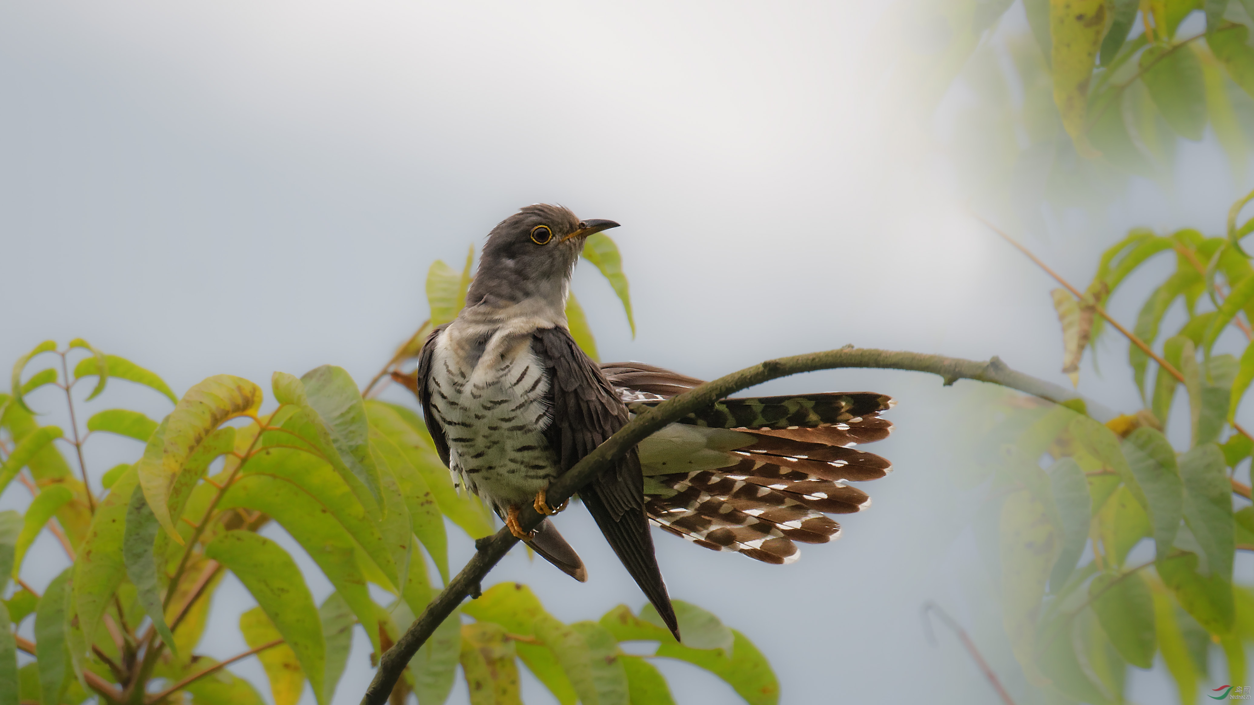 太阳湾的小杜鹃