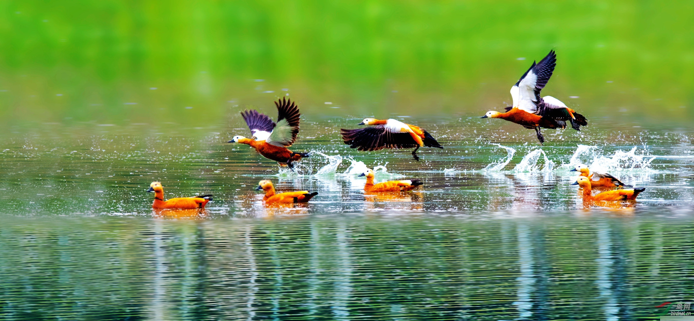 热火朝天的赤麻金雁鸭
