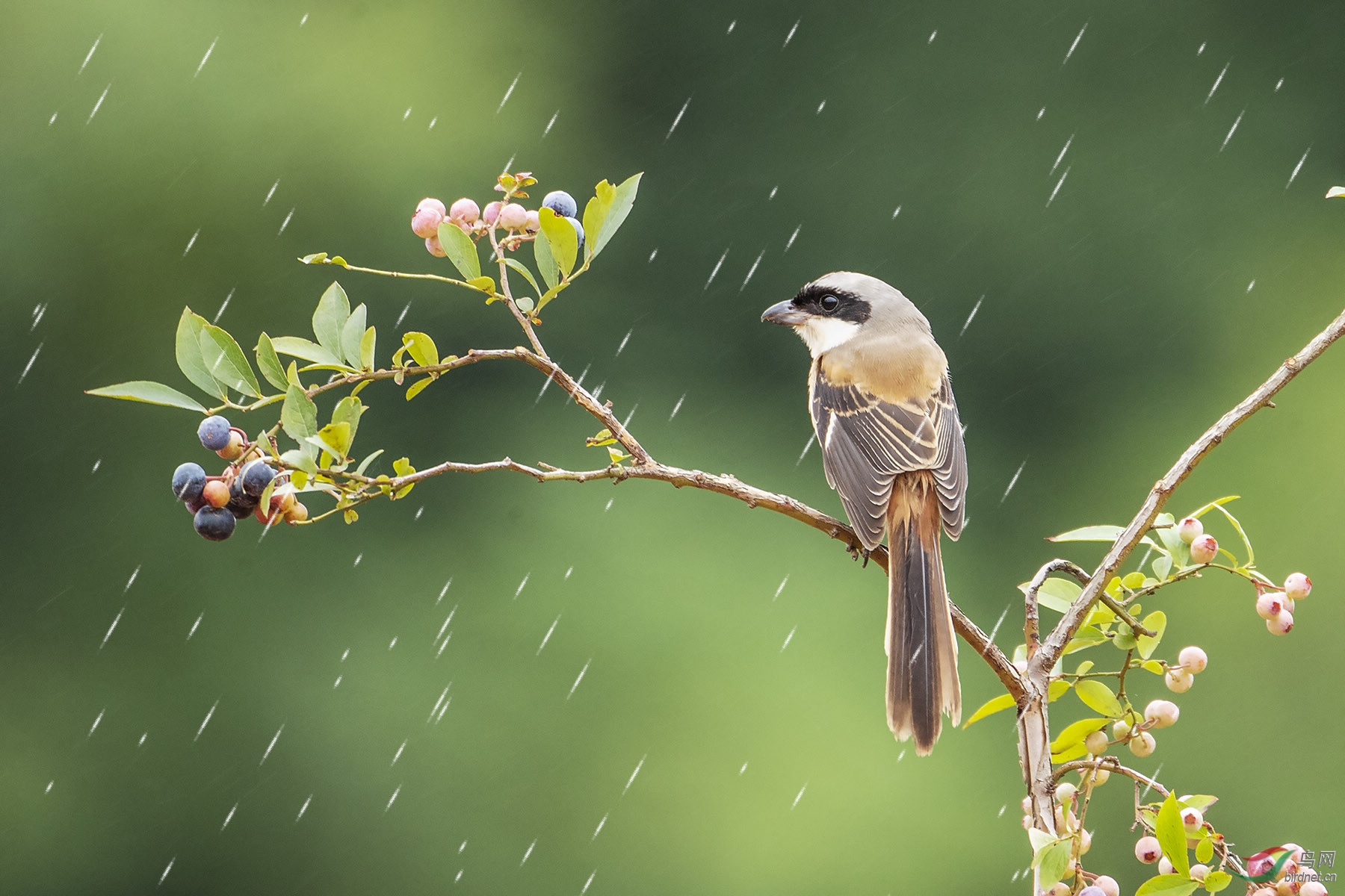 风调雨顺