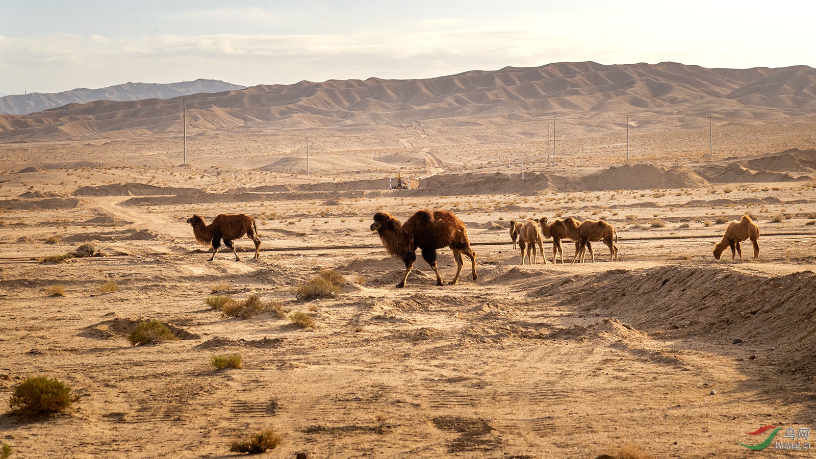 青海戈壁滩的野生骆驼