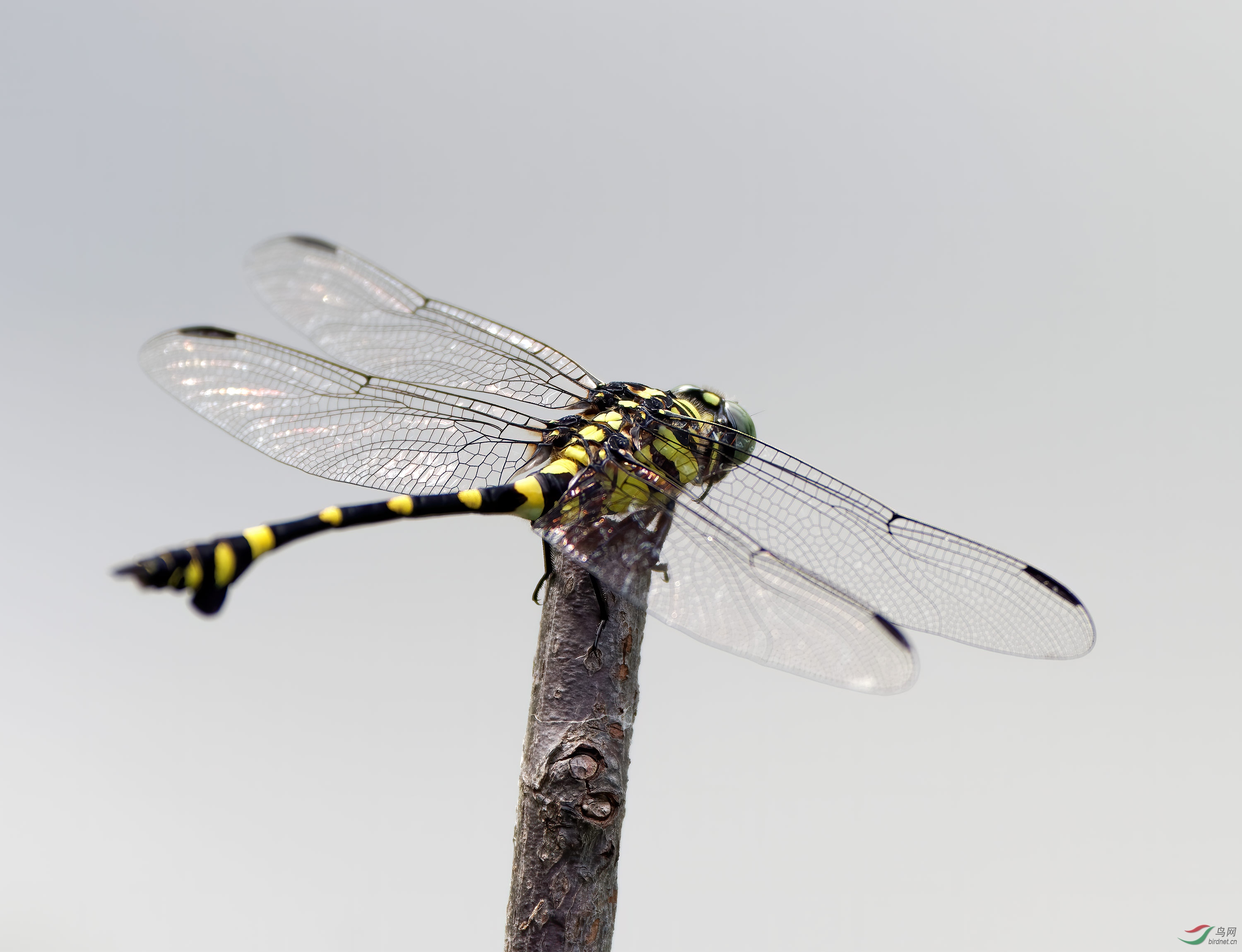 DSC_4488.jpg