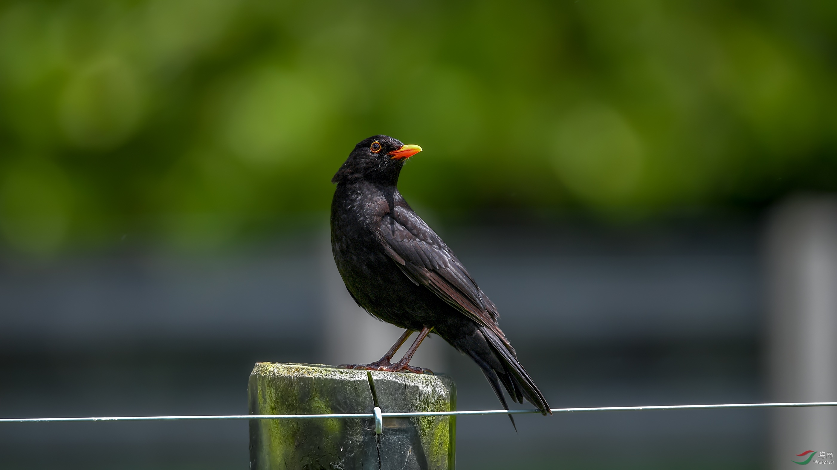 DSC_09991.jpg
