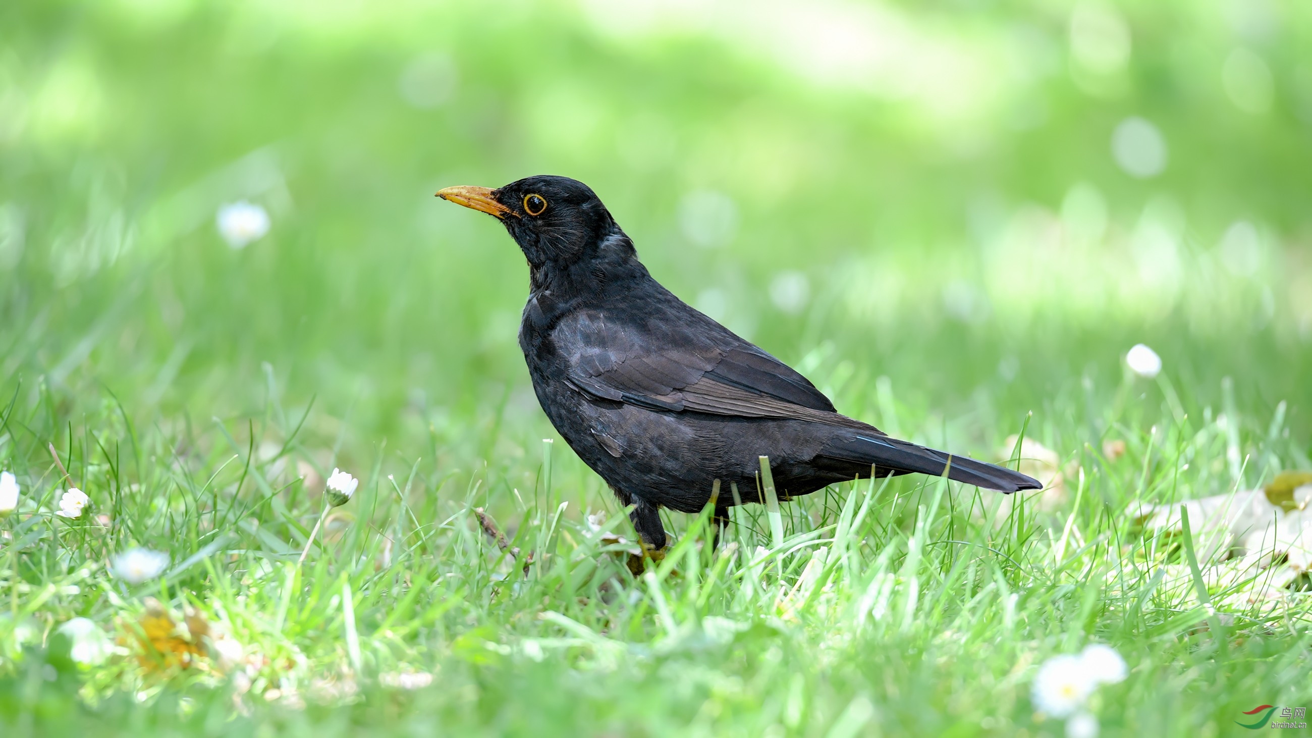 DSC_15781.jpg