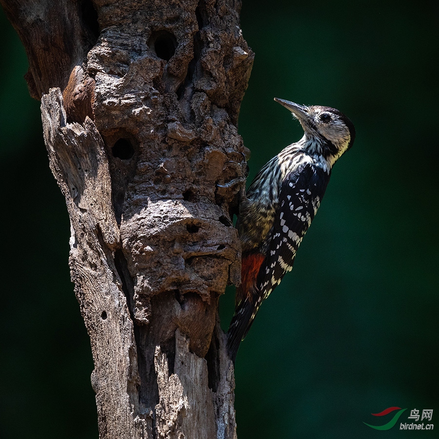 纹胸啄木鸟