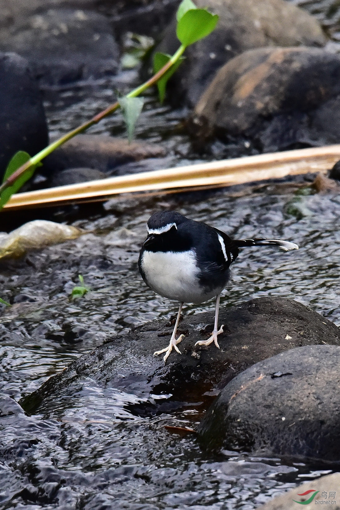 DSC_0471.JPG