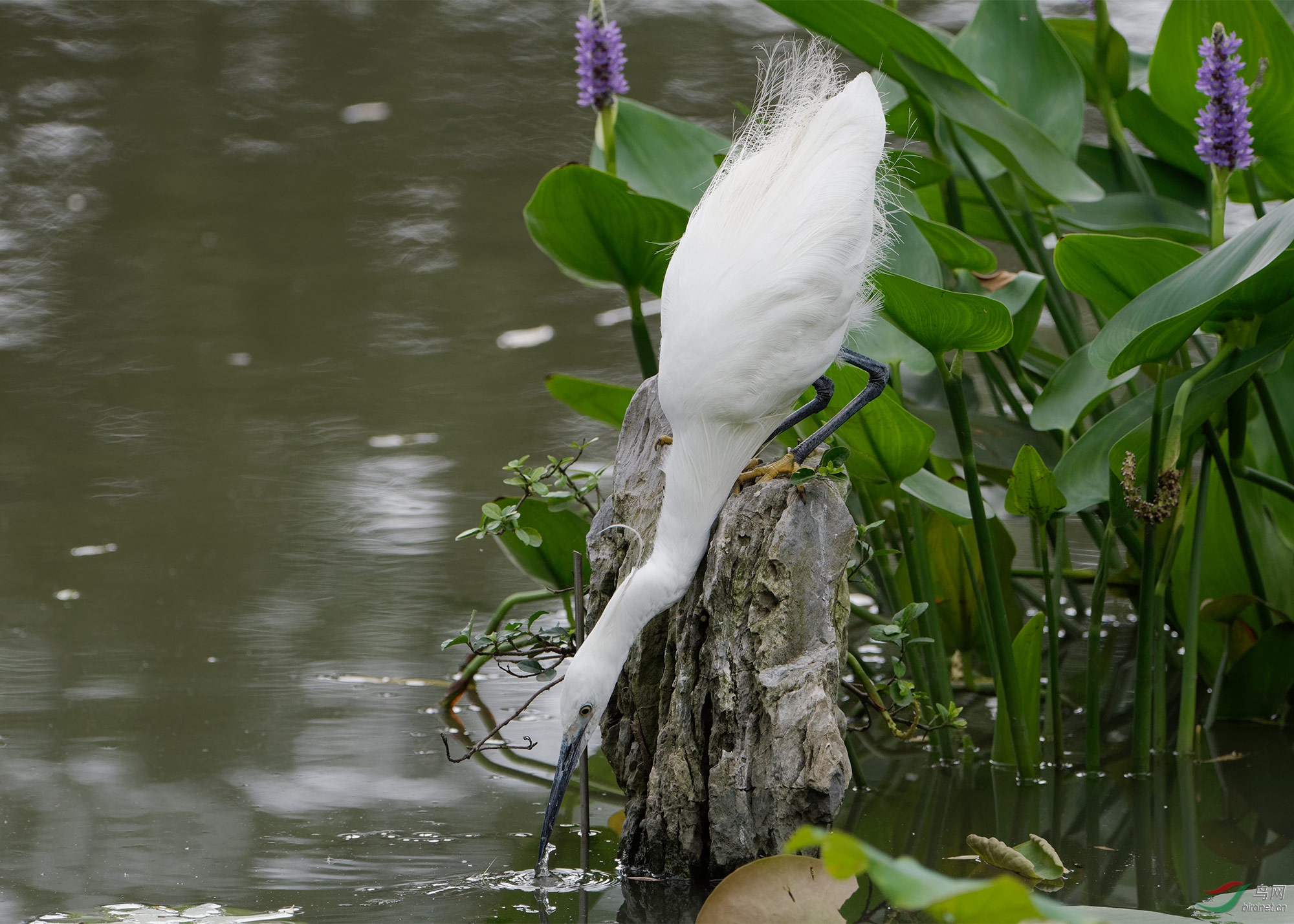 DSC_4161.jpg