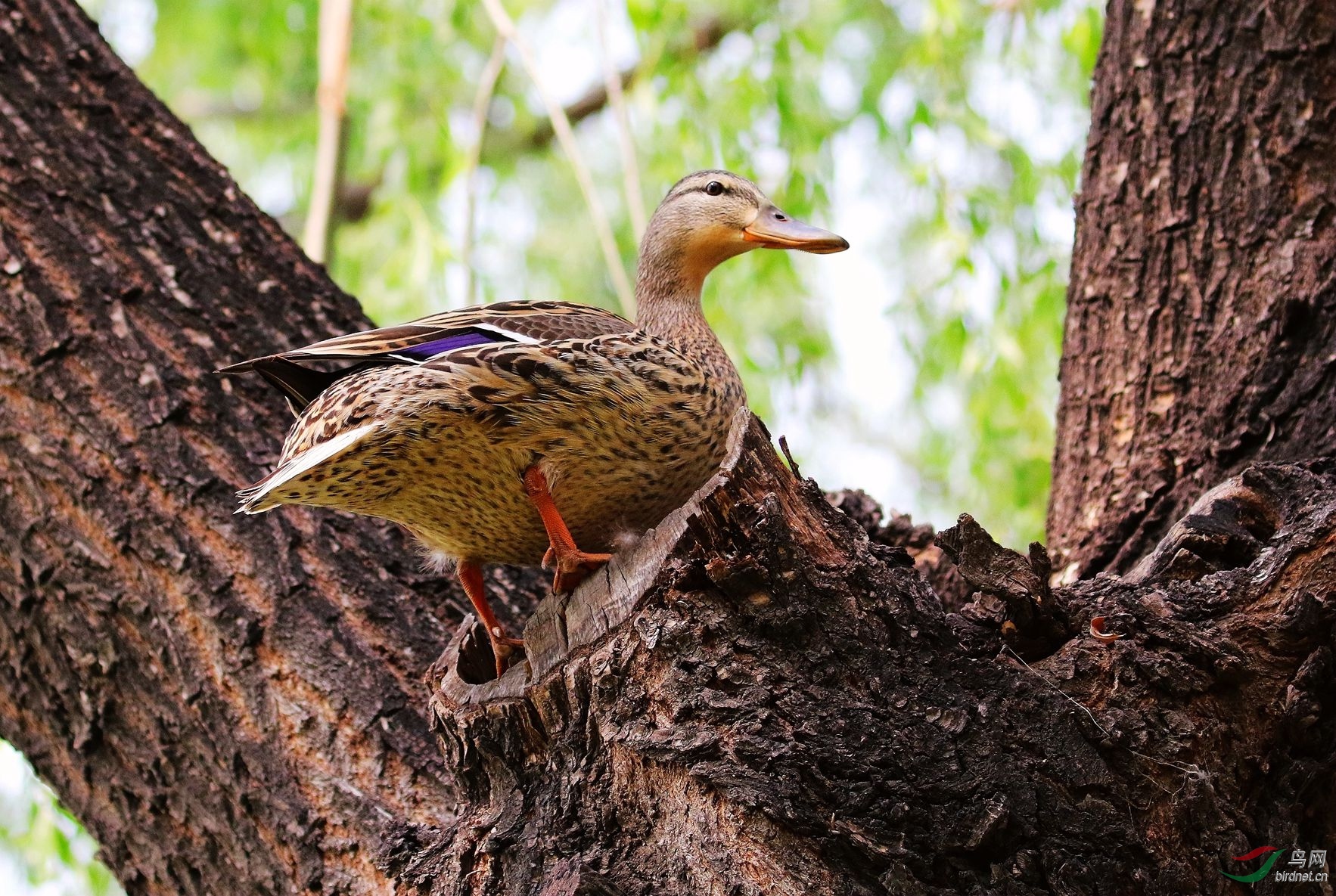 大树上的绿头鸭