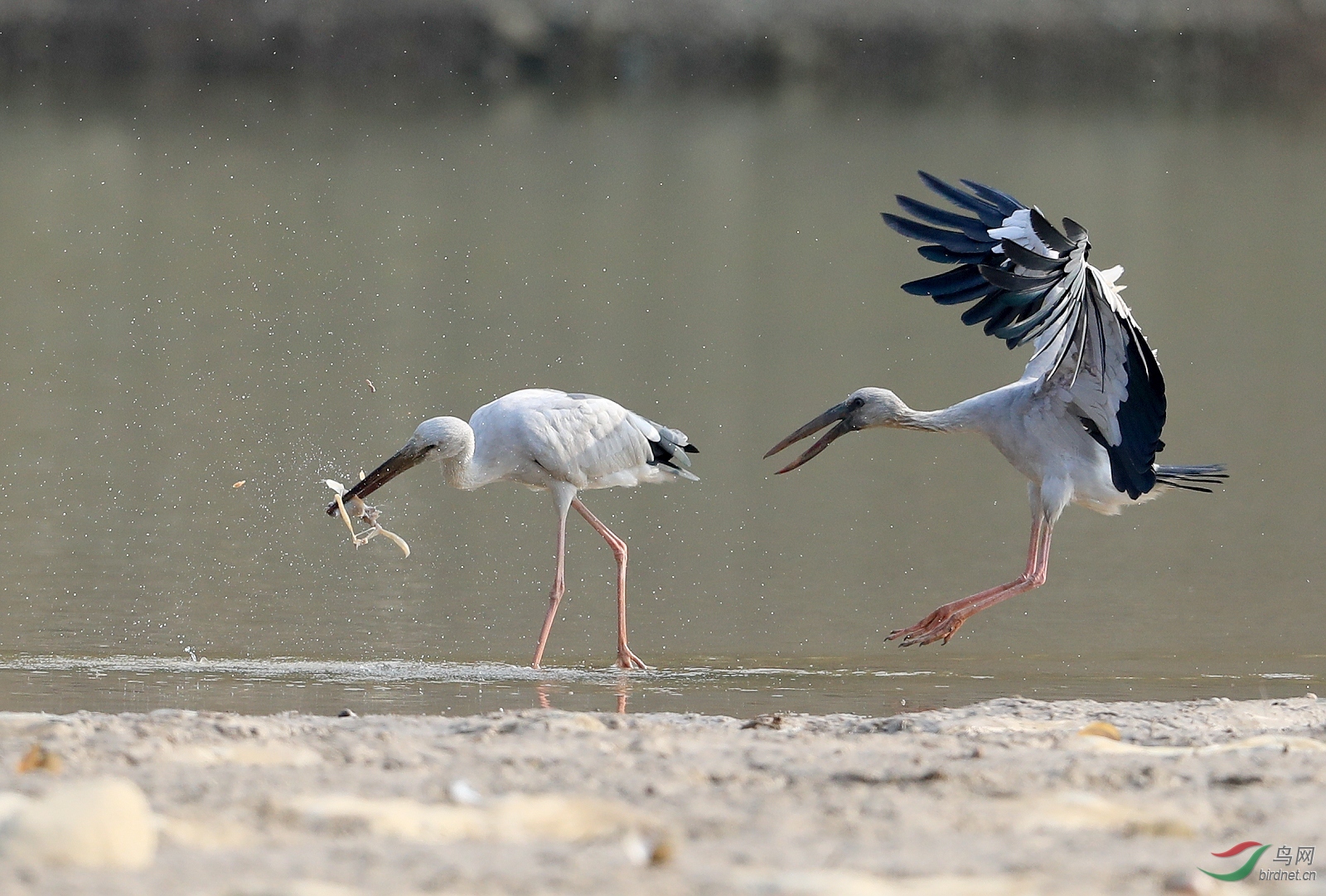 AI0I7088 - ����.JPG