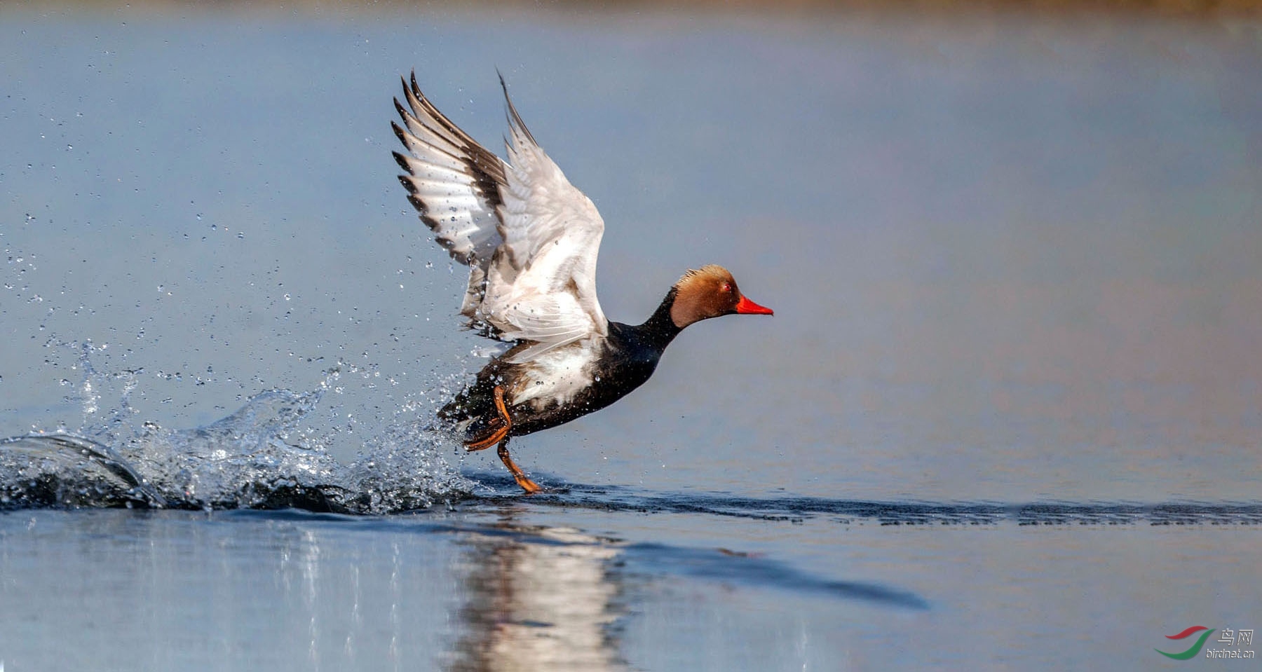 IMG_5916 (2) - 副本 - 副本 - 副本 - 副本 - 副本.jpg