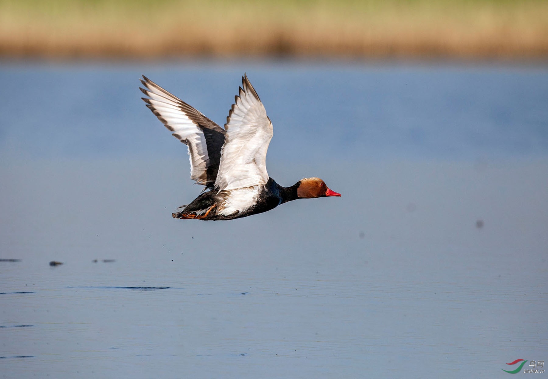 IMG_5922 (3) - ���� - ���� - ���� - ����.JPG