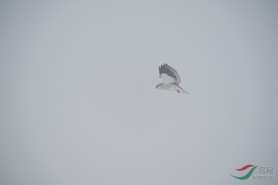 DSC00784.jpg