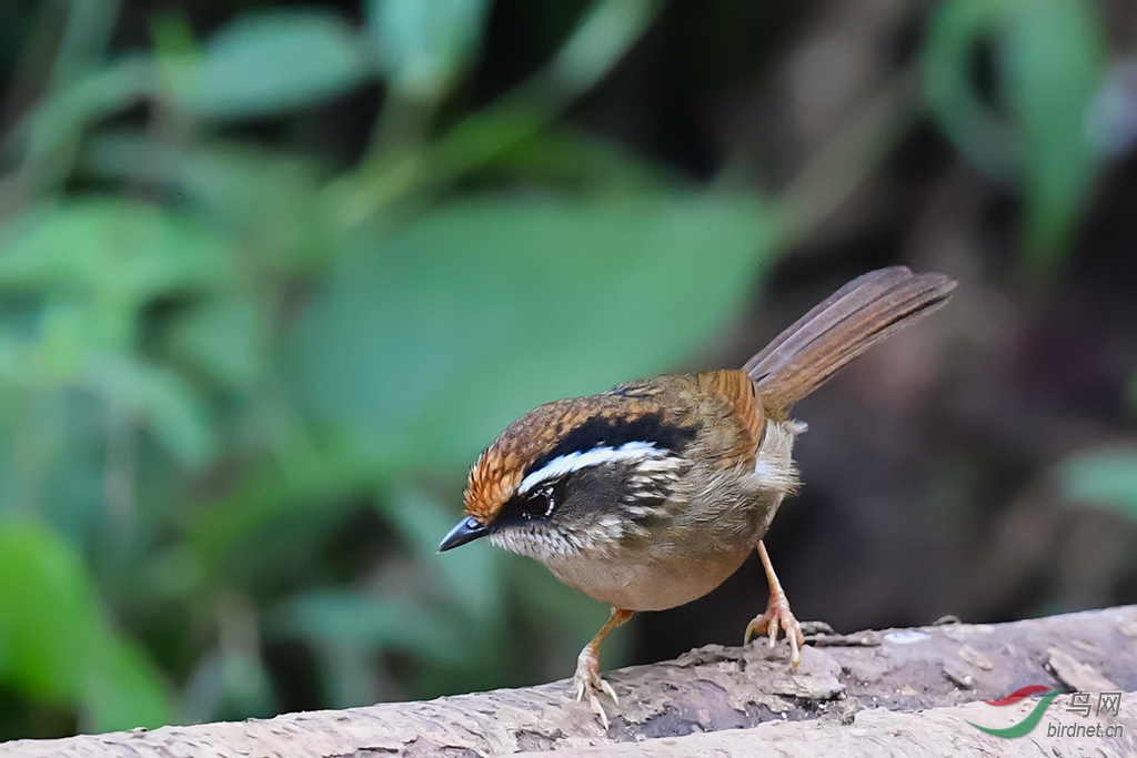 DSC_7516_DxOa.jpg