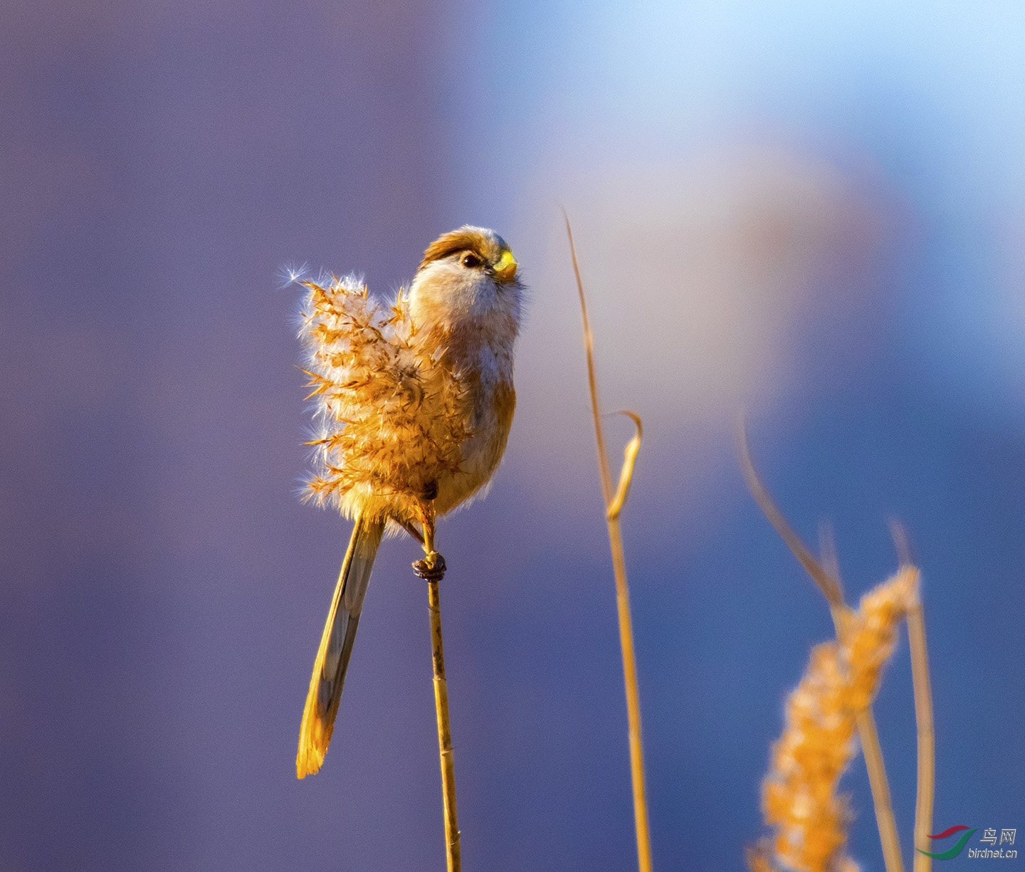 ��ϼ�е���ѻȸ