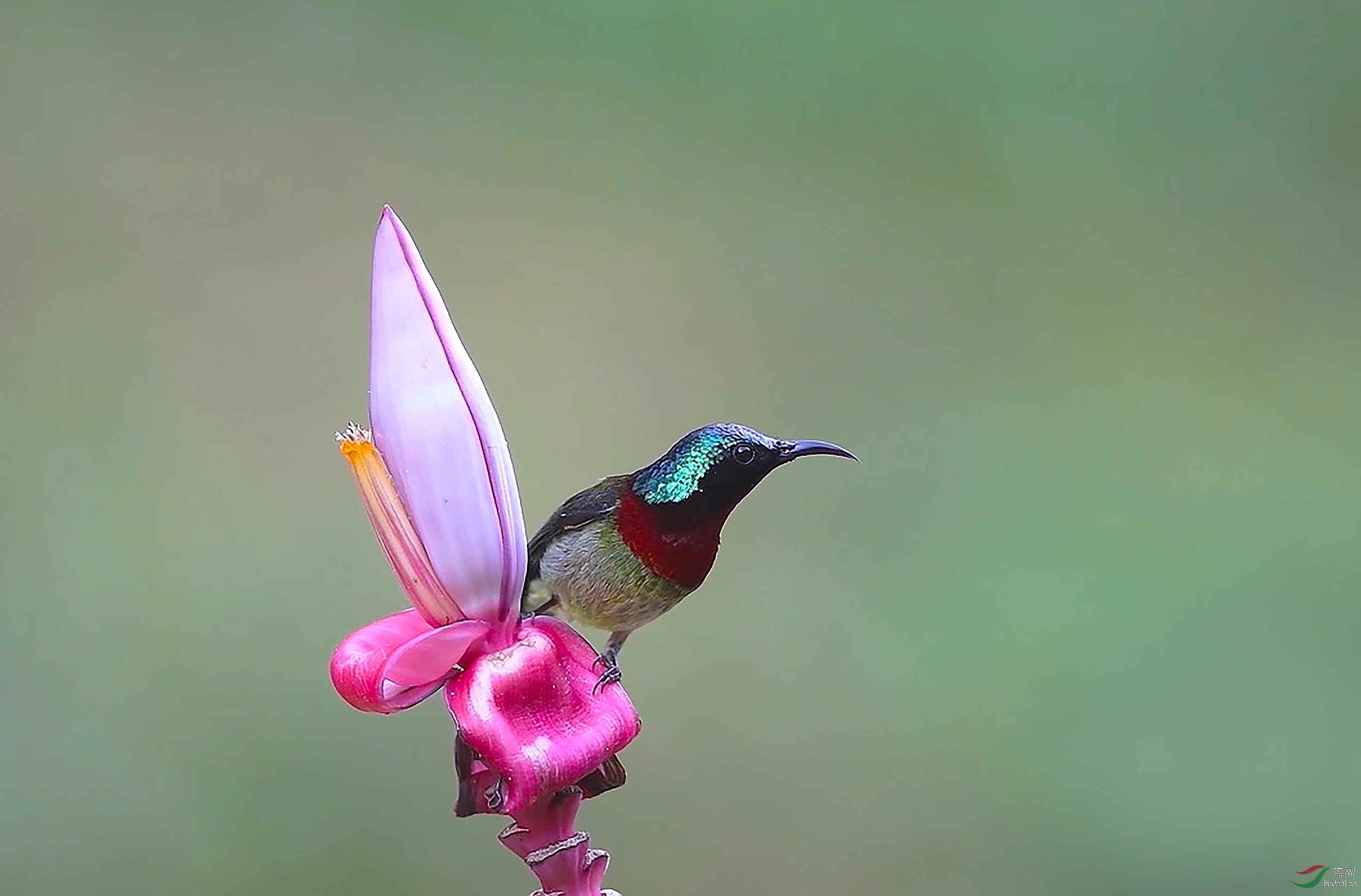 蕉花上的叉尾太阳鸟