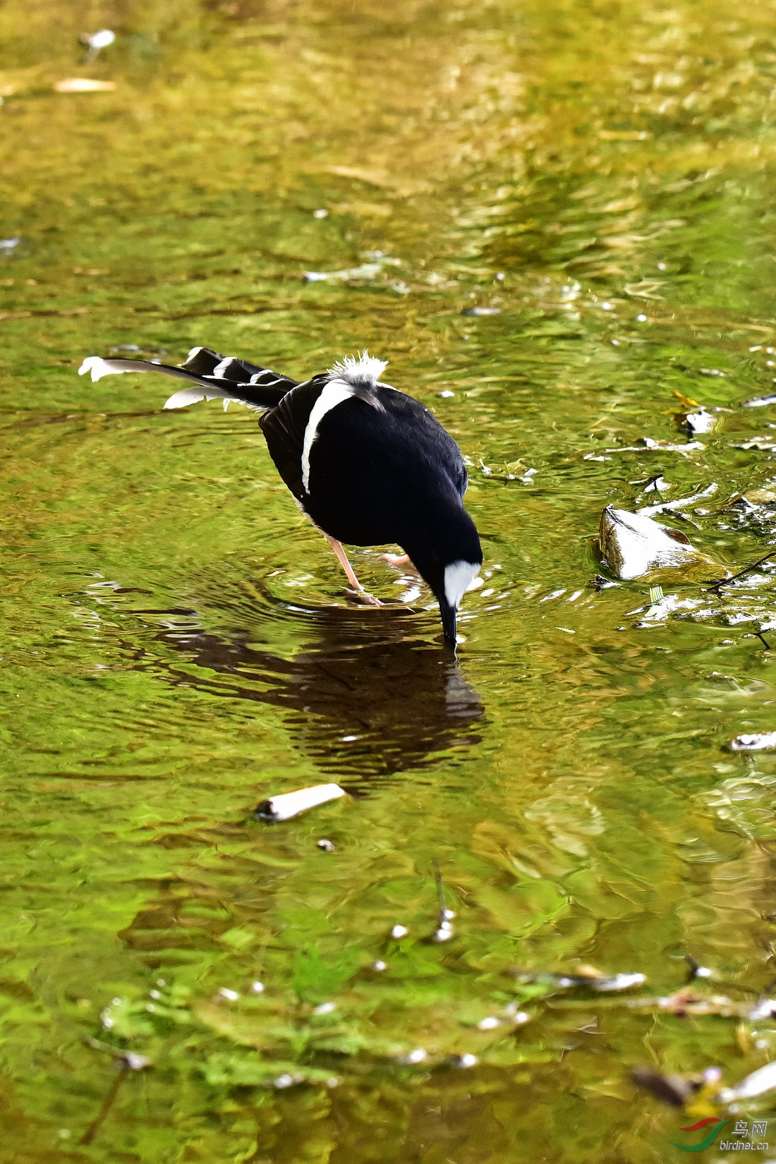 DSC_0483.JPG