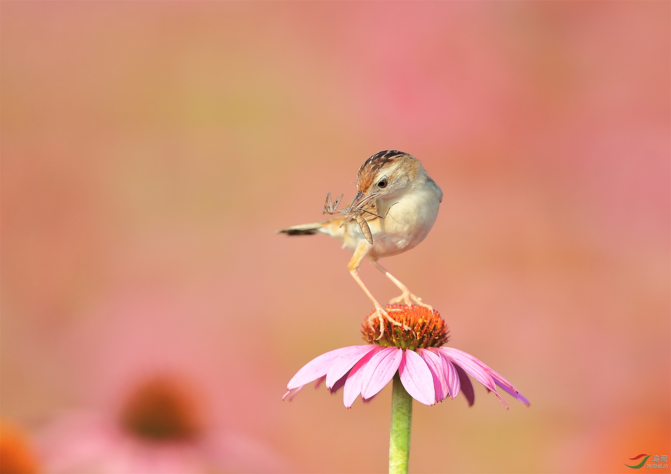 111 - ����.jpg