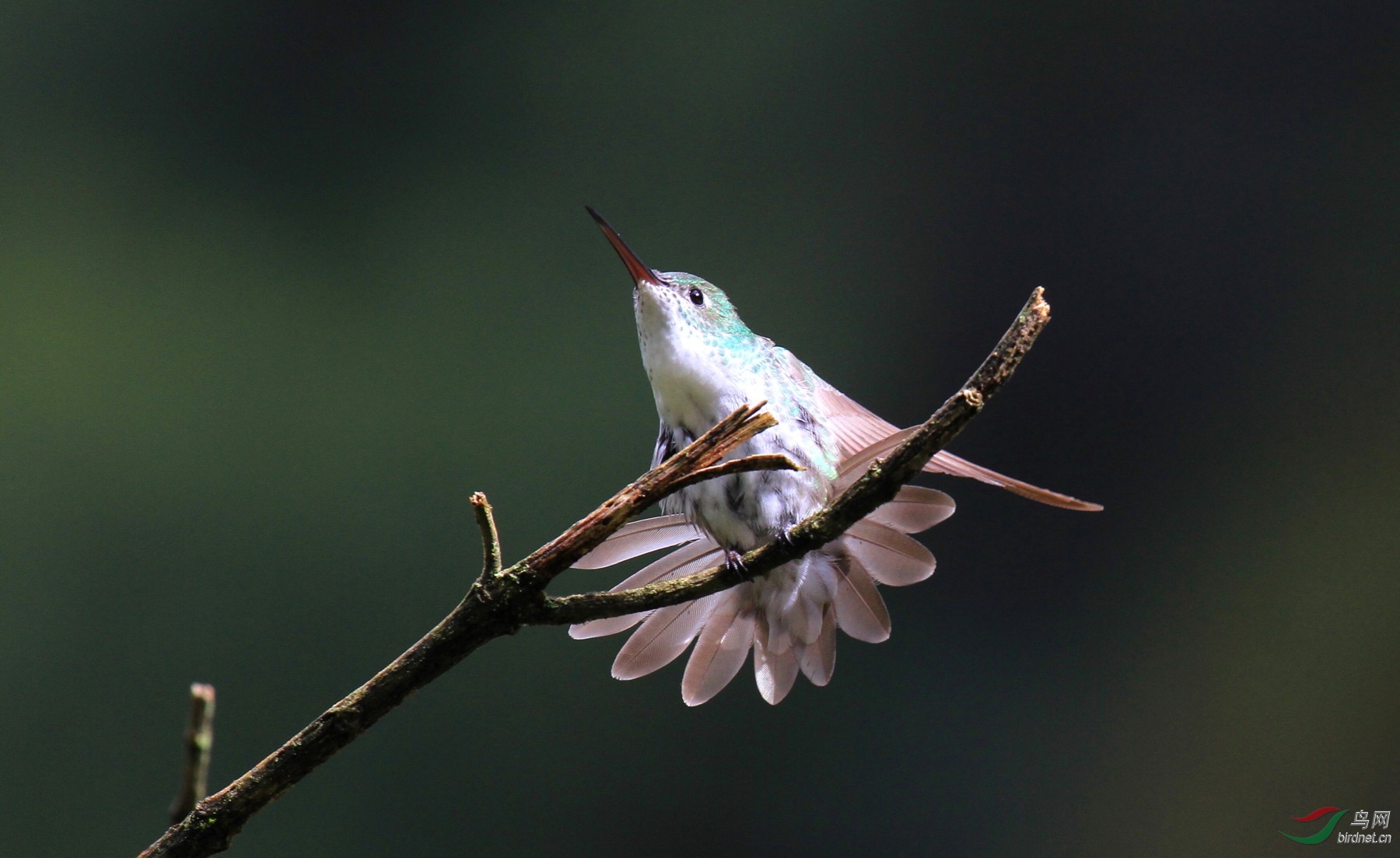 绿尾蜂鸟 green-and-white hummingbird (leucippus viridicauda)