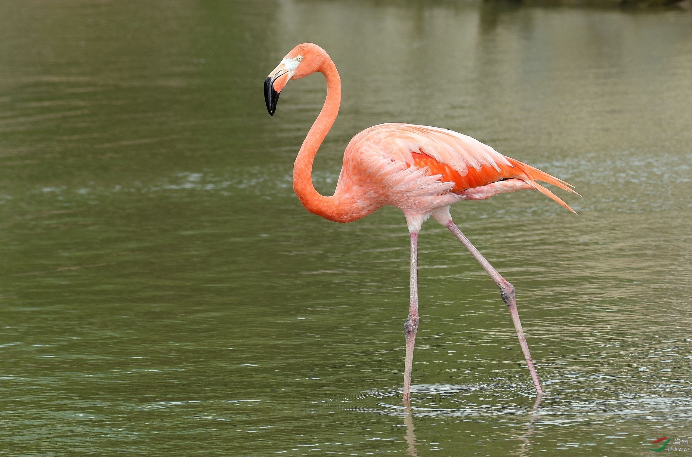 水中漫步的大红鹳