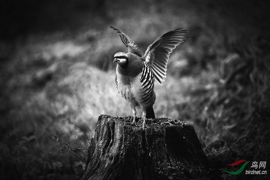 BW6I4265_����_����1_����.jpg