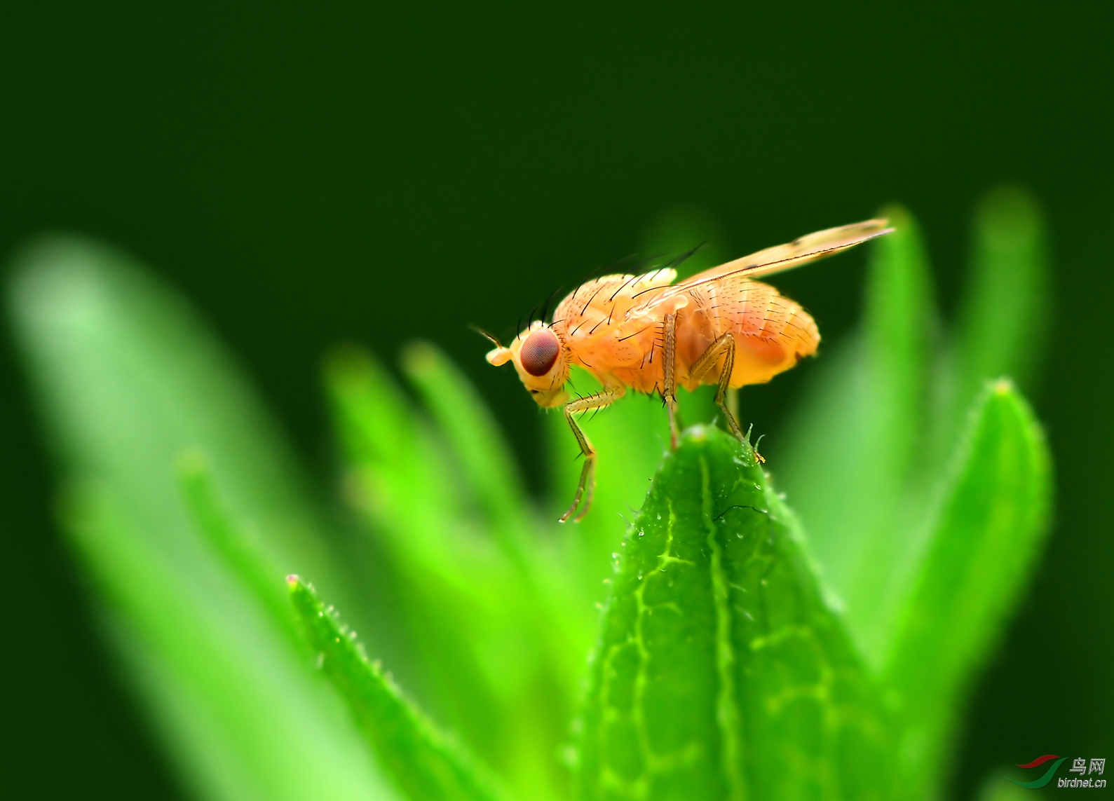 DSC_6203 �������� ��������.jpg