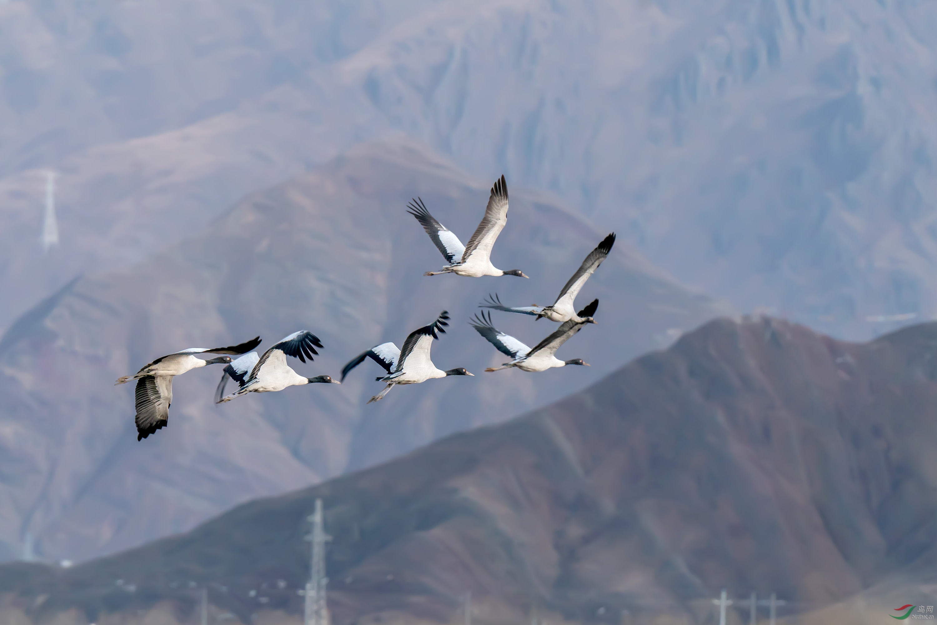 群飞一黑颈鹤